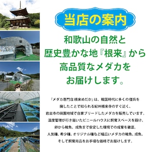 〖1ペア〗幹之ダルマ　メダカ 成魚｜改良メダカ 人気品種 メダカ販売