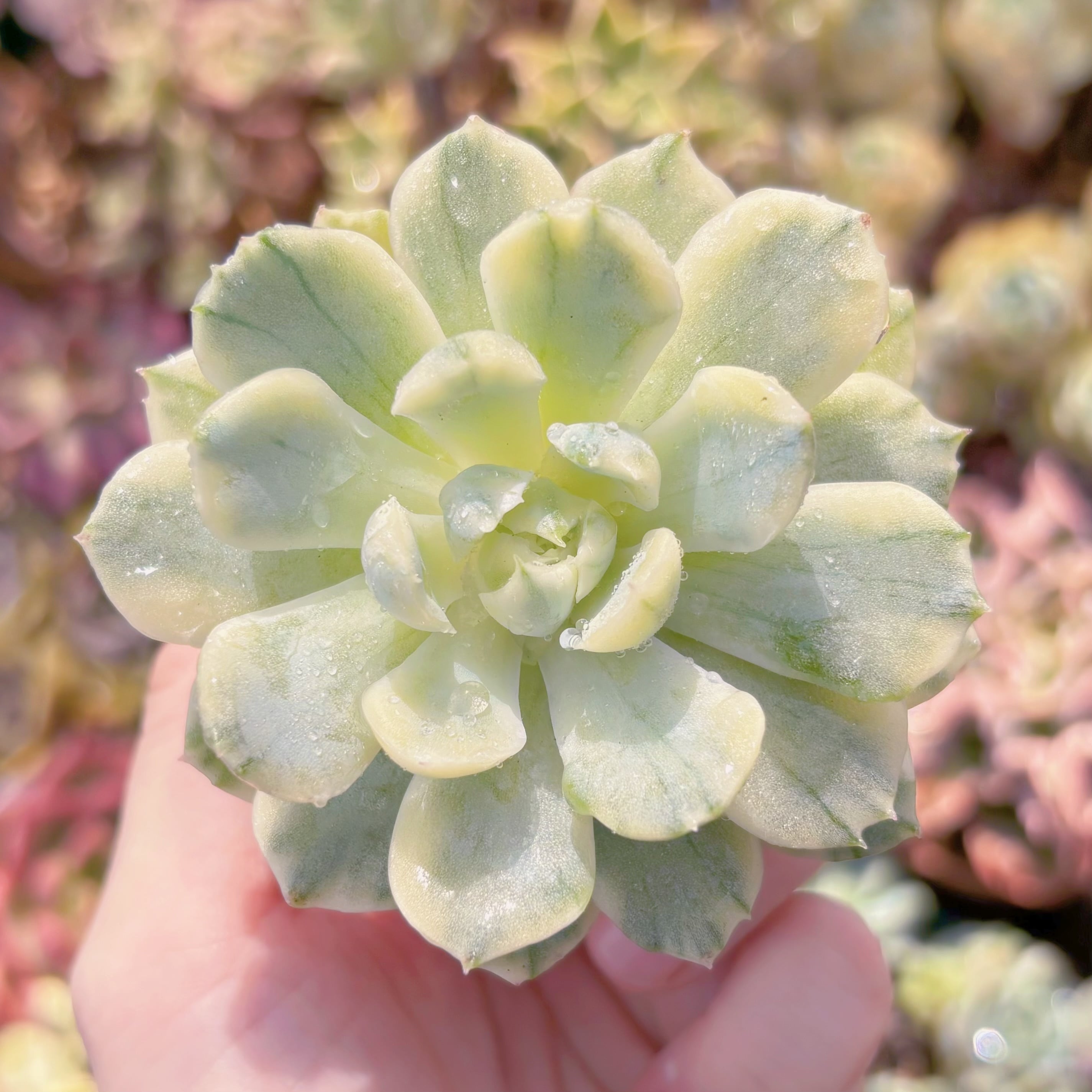 Top【選抜株】多肉植物　24460ベリー錦 9個　鉢無し/脱土 4a33be80433a7e2a697906a6f78220