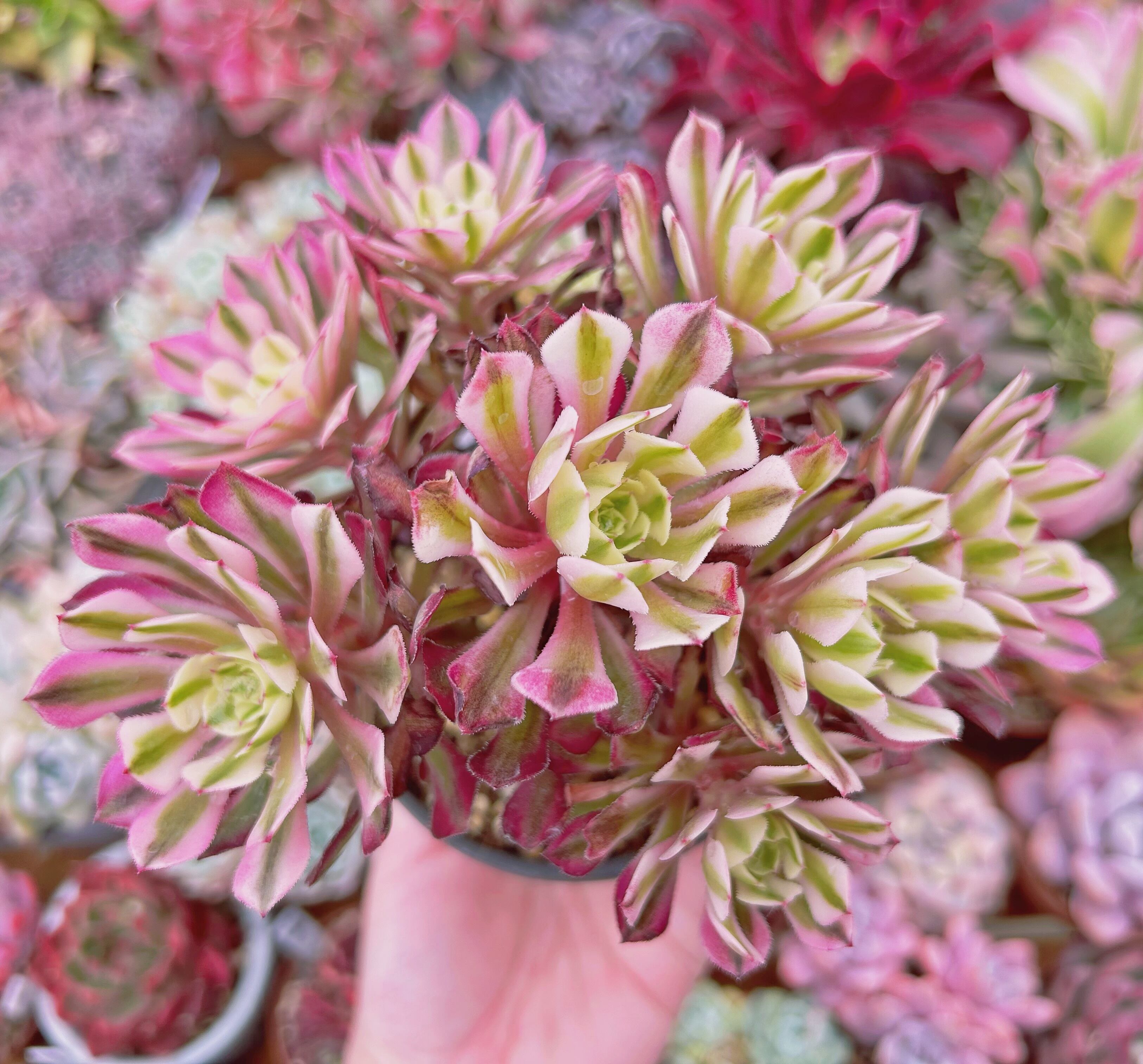 現物　多肉植物　Aeonium   ブラックチェリー　特大　抜き苗