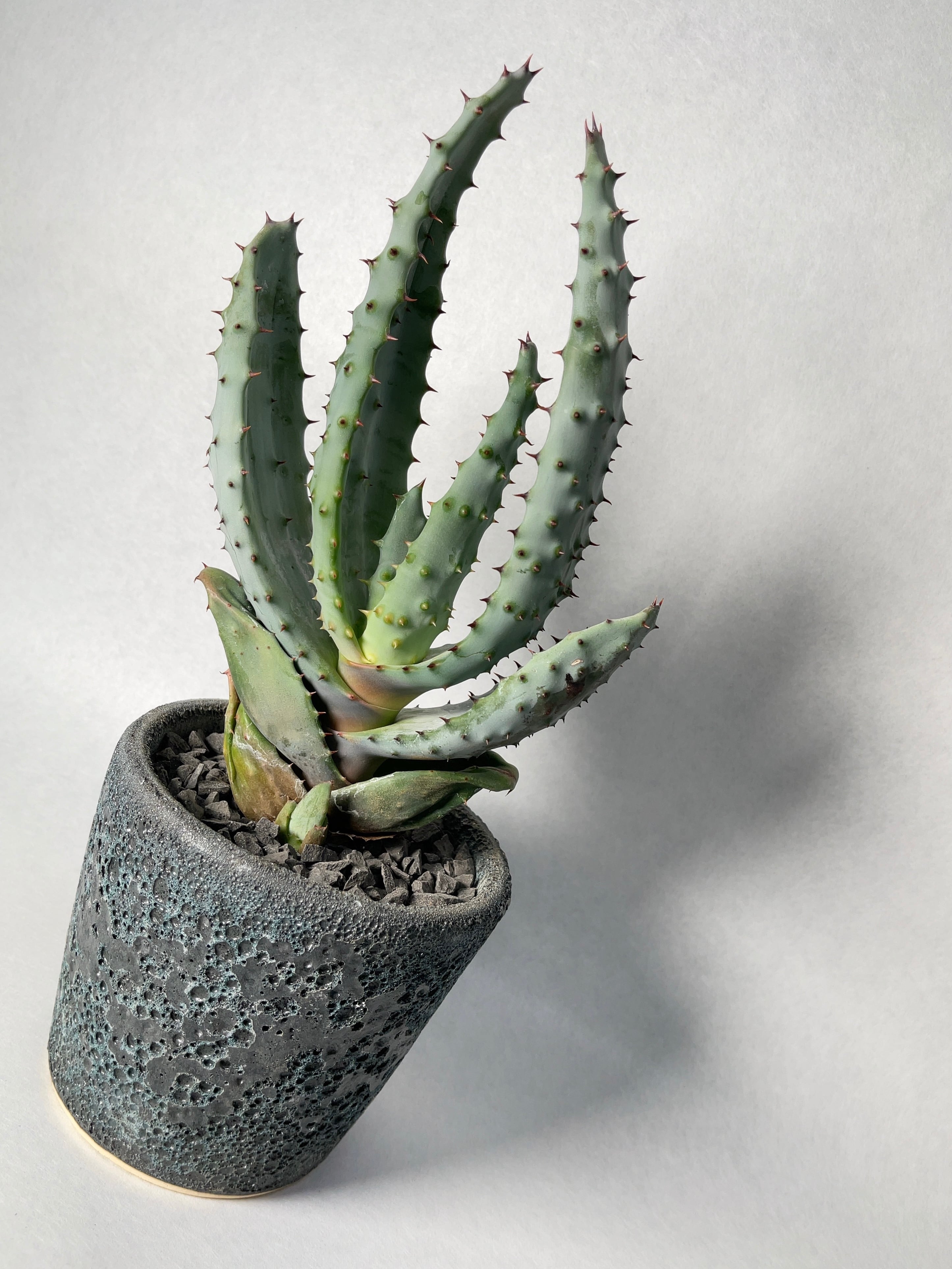 アロエ・鬼切丸 | trigger