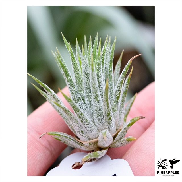 Tillandsia ionantha 'Druid' (TF394)