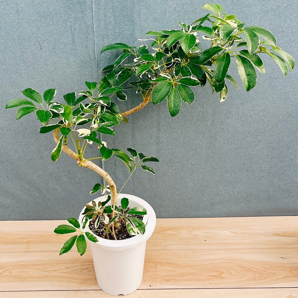 現品］95番 フィカス アルテシマ 8号 観葉植物 室内 大型 ゴムの木