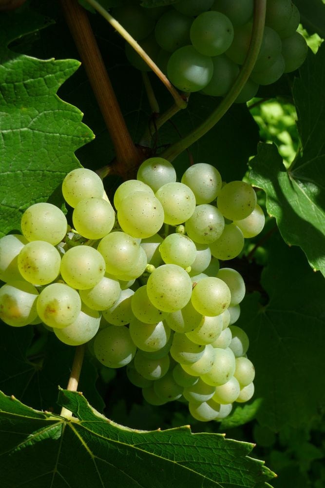 ワイン通販のWineLifeDesign【ワインライフデザイン】｜選りすぐりの