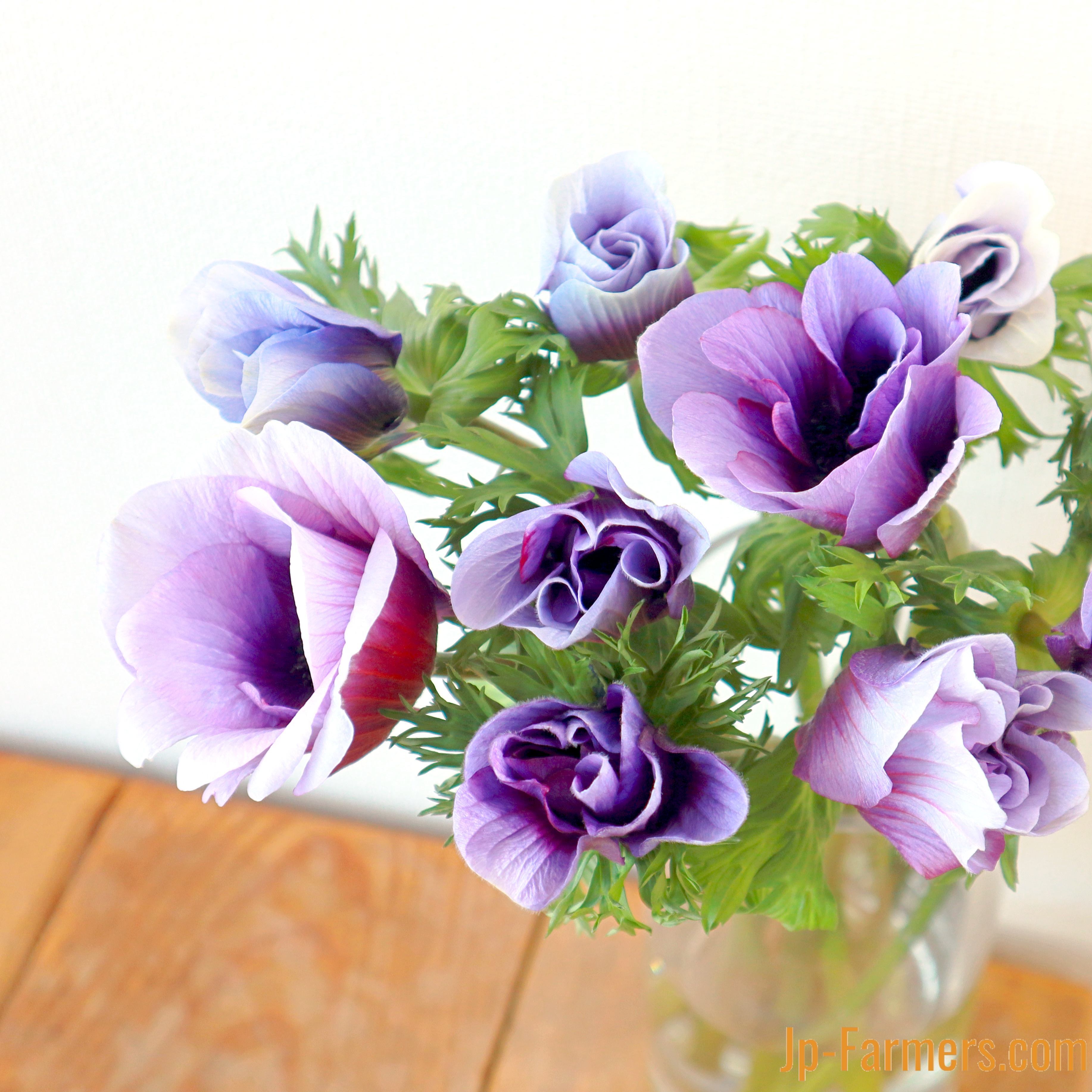 アネモネ | 新鮮お花問屋 Jp-Farmers.com