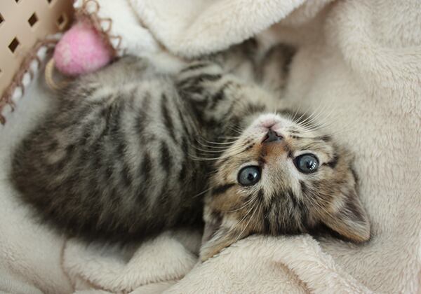 猫 ポストカード The Cat who....見上げるキトンブルー 10x14.8センチ(cm)官製はがきサイズ 猫写真 はがき ねこ葉書 ネコハガキ Postcard 子猫の桃 kitten blue