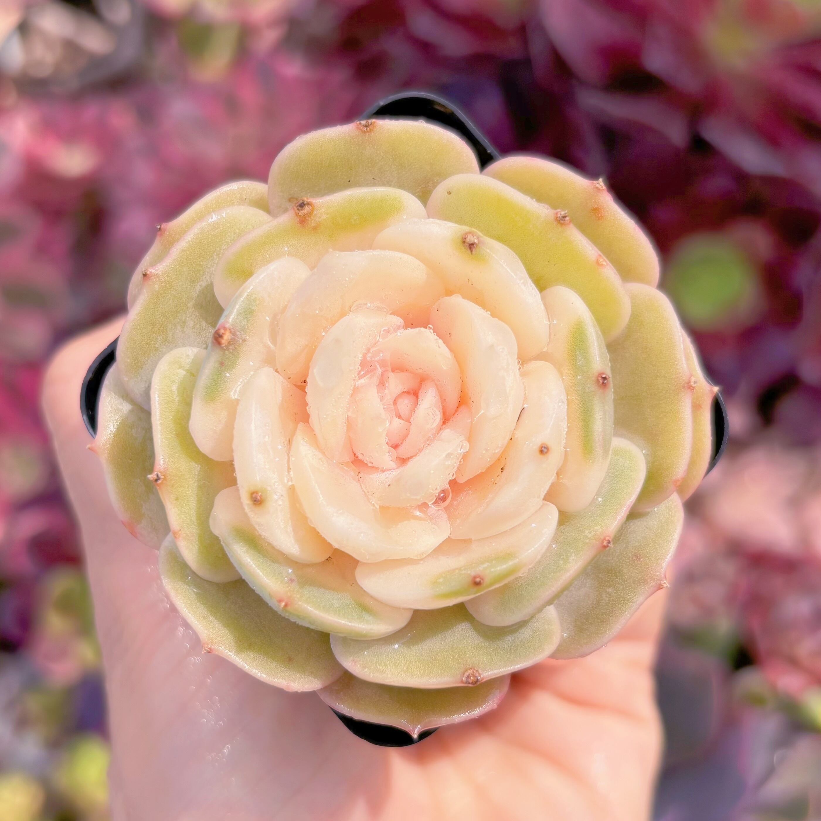 現品　ローラ錦#638　るる農園