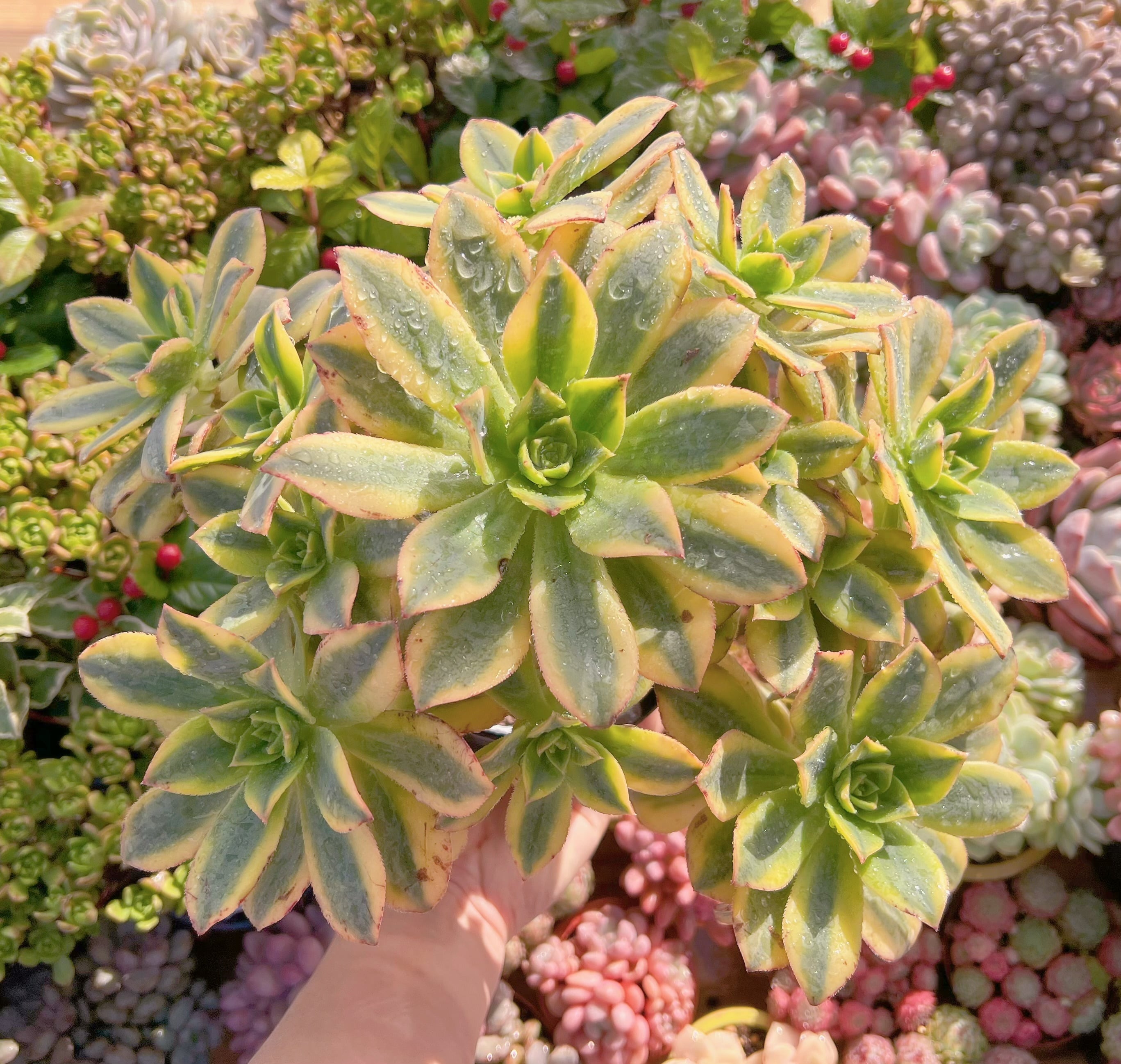 現品　サンバースト#527　特特大群生30cm苗　新入荷　るる農園