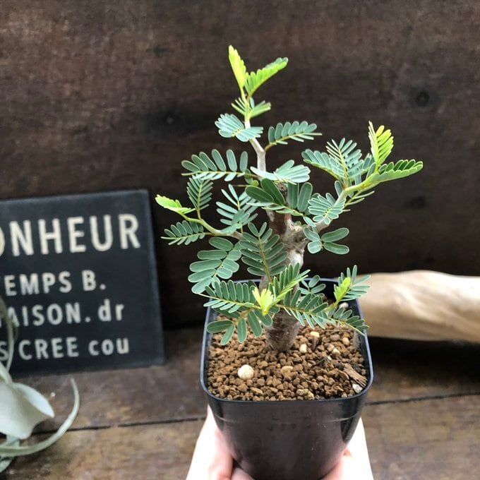 センナ メリディオナリス Senna meridionalis コーデックス 塊根植物
