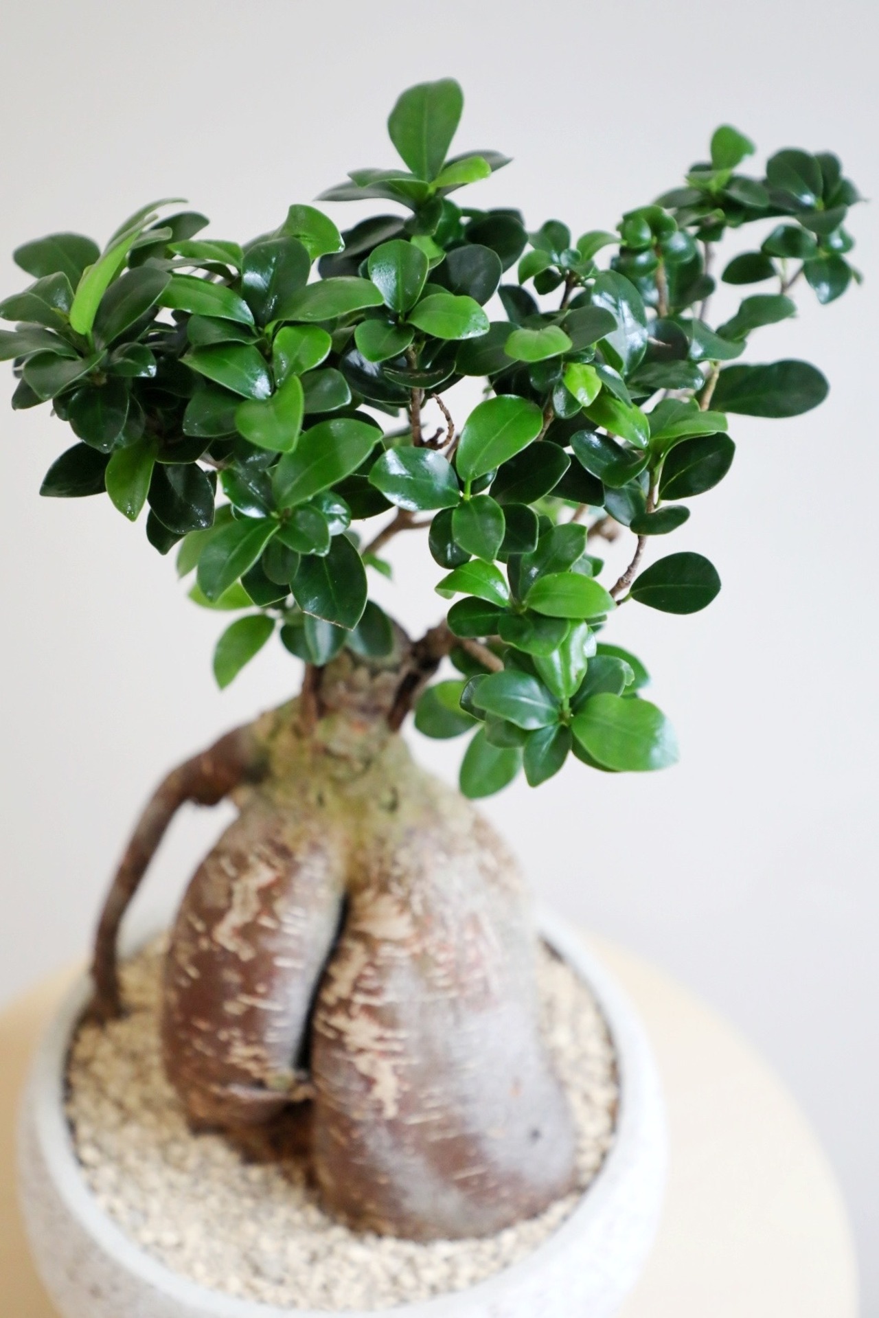 【M】ガジュマル/Ficus microcarpa