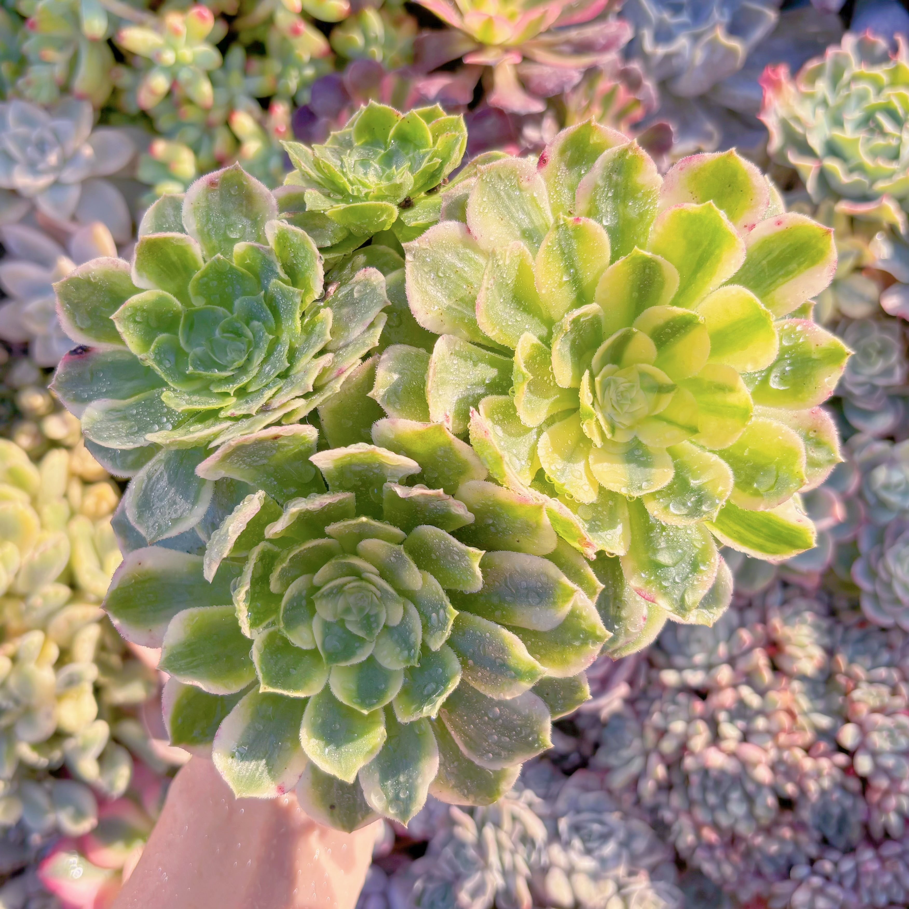 現品　白鳳錦変異#M227　特大群生　新入荷　るる農園