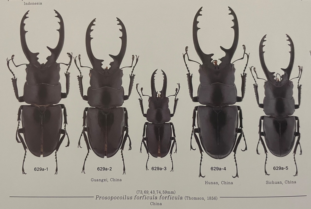 【WD】《フォルフィクラノコギリ（マルバネノコギリ） 67mm A’品ペア》
