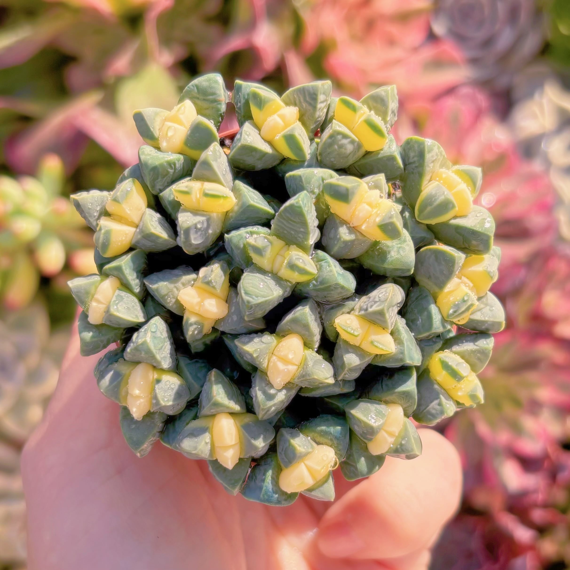 多肉植物　鹿角海棠錦(約18頭)　新入荷　るる農園