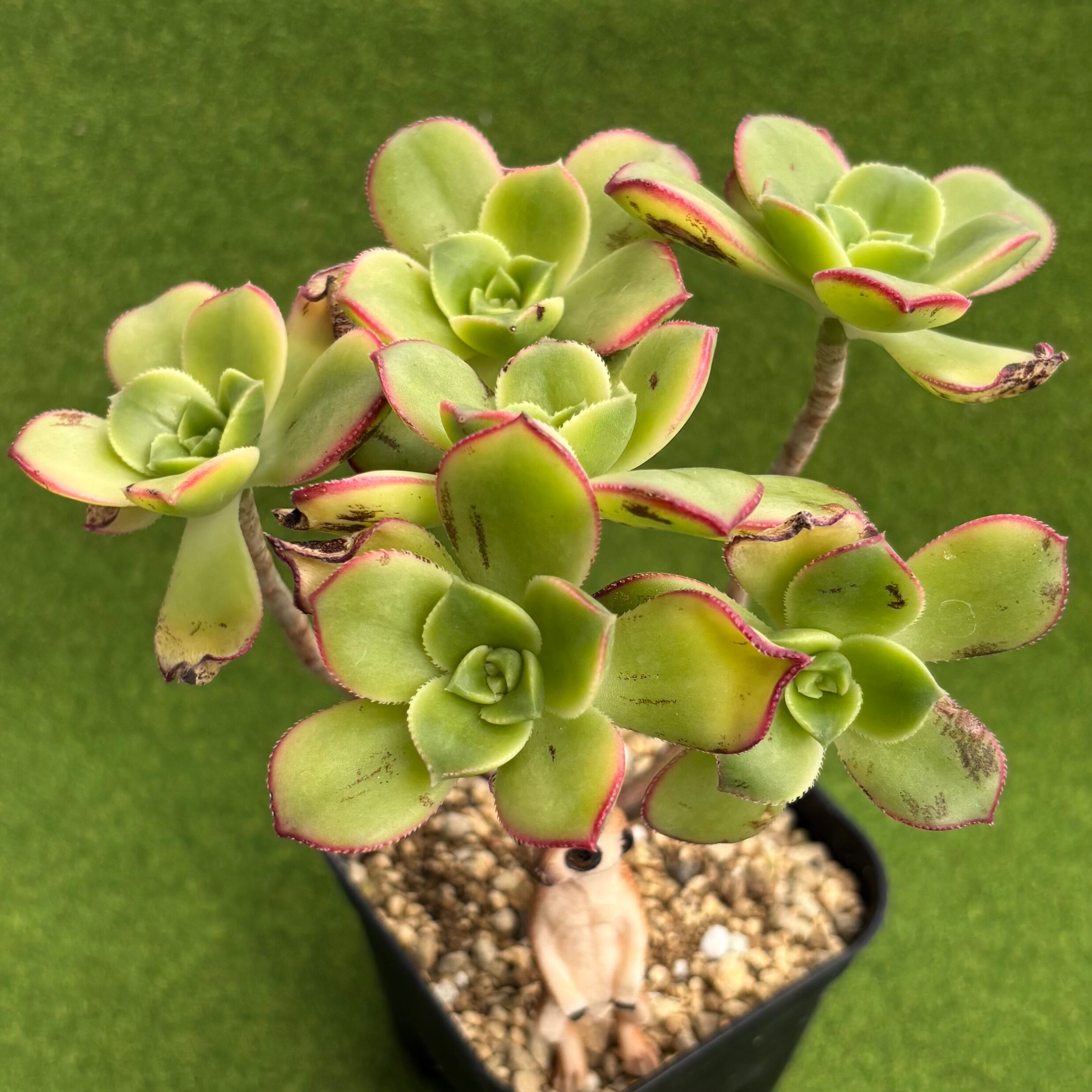 八千代 綴化 大サイズ | 多肉植物 豆彦商店