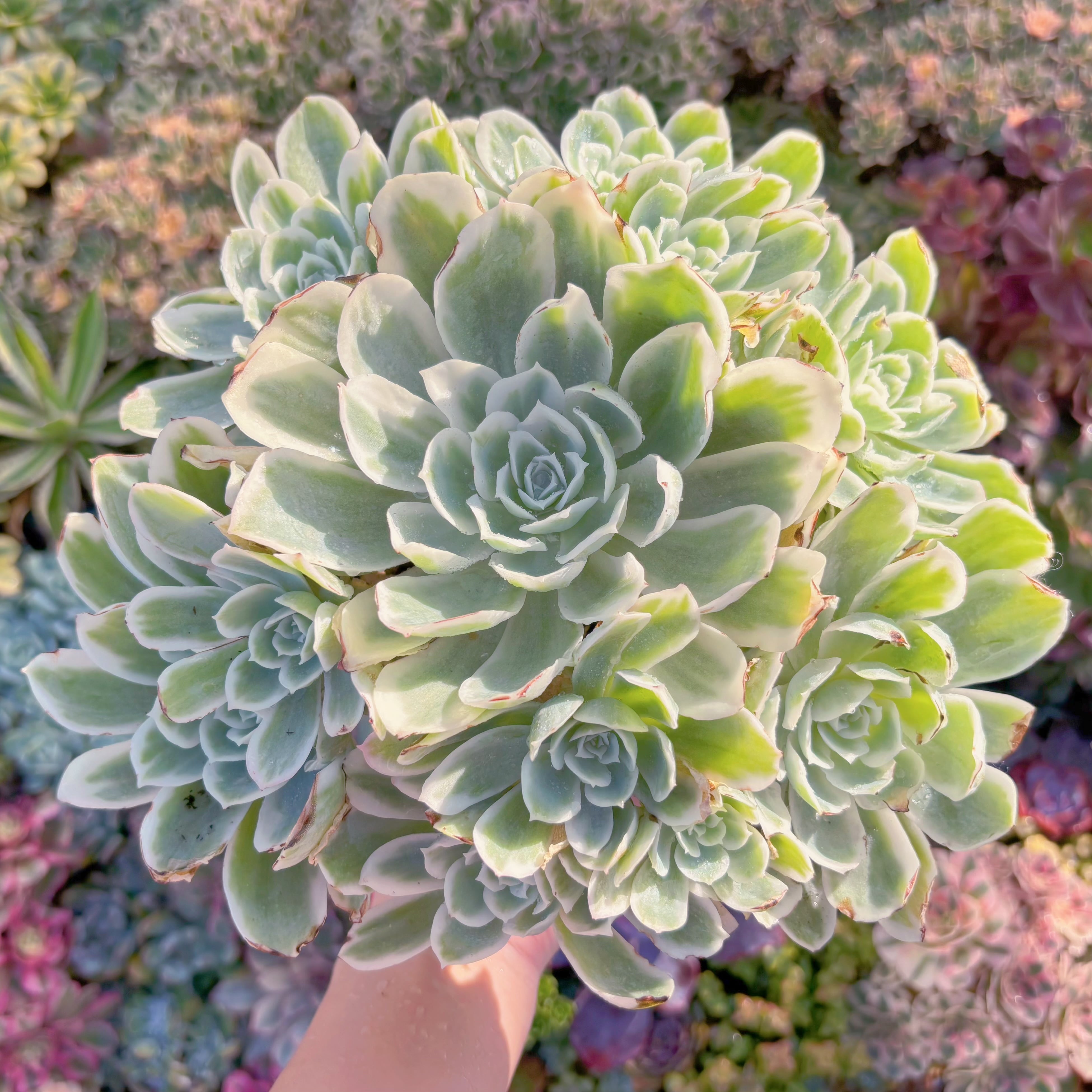 現品　レモンローズ錦#F222　特特大群生　るる農園