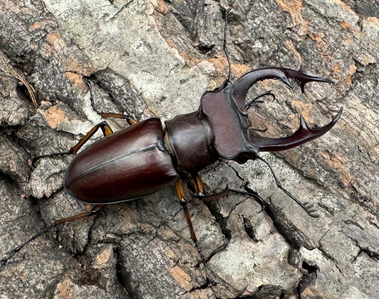 【WD】2018新種記載《ジュシャンミヤマ 54mm ペア》