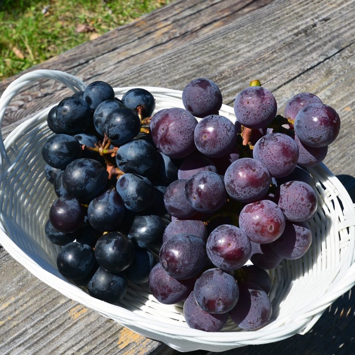 潮風®ぶどう ピオーネ＆ハニーブラックと干しぶどうのセット | すくも