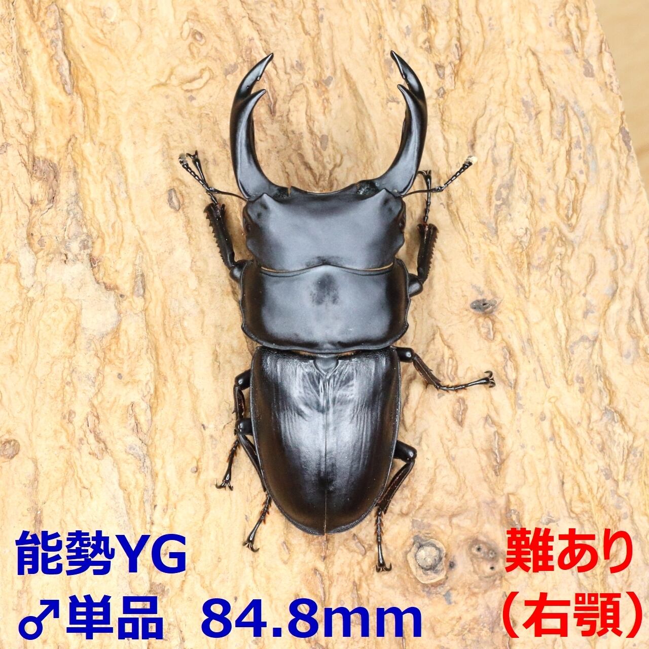 オオクワガタ能勢産)セット売り今年5月に成虫に。77ミリ、76ミリ、75