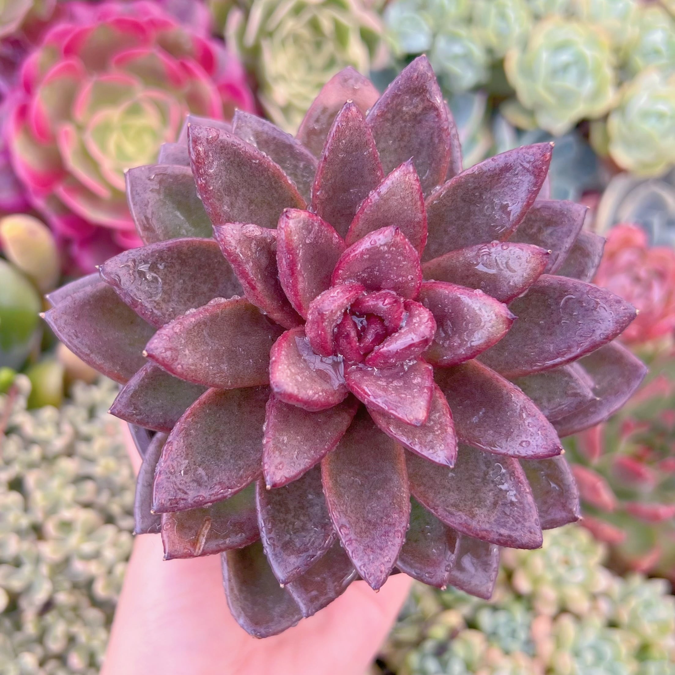 現品　パープルローズ#543　大苗　るる農園