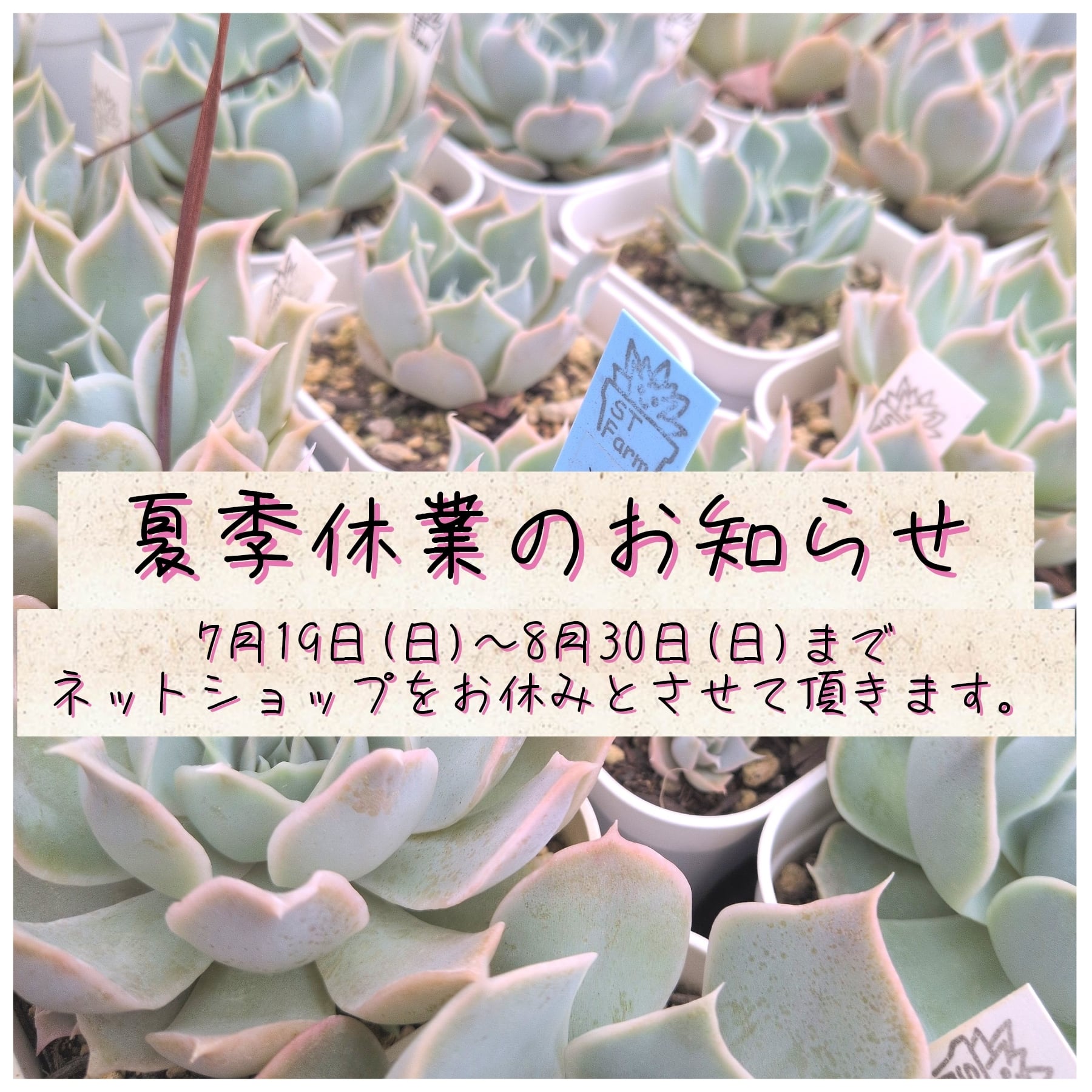 多肉植物のネットショップ ST Farm