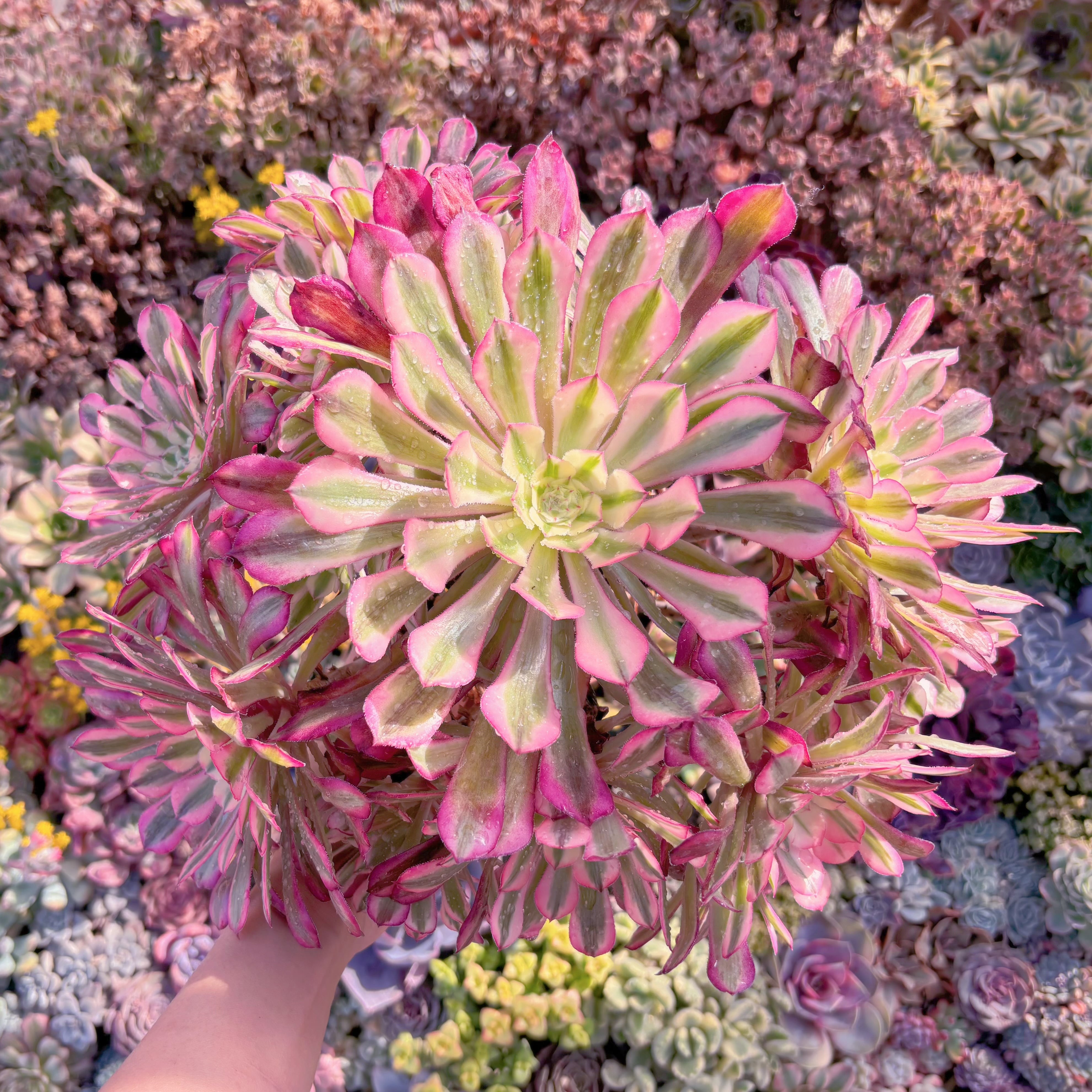 現品　ブラックチェリー#M098　特大群生　新入荷　るる農園