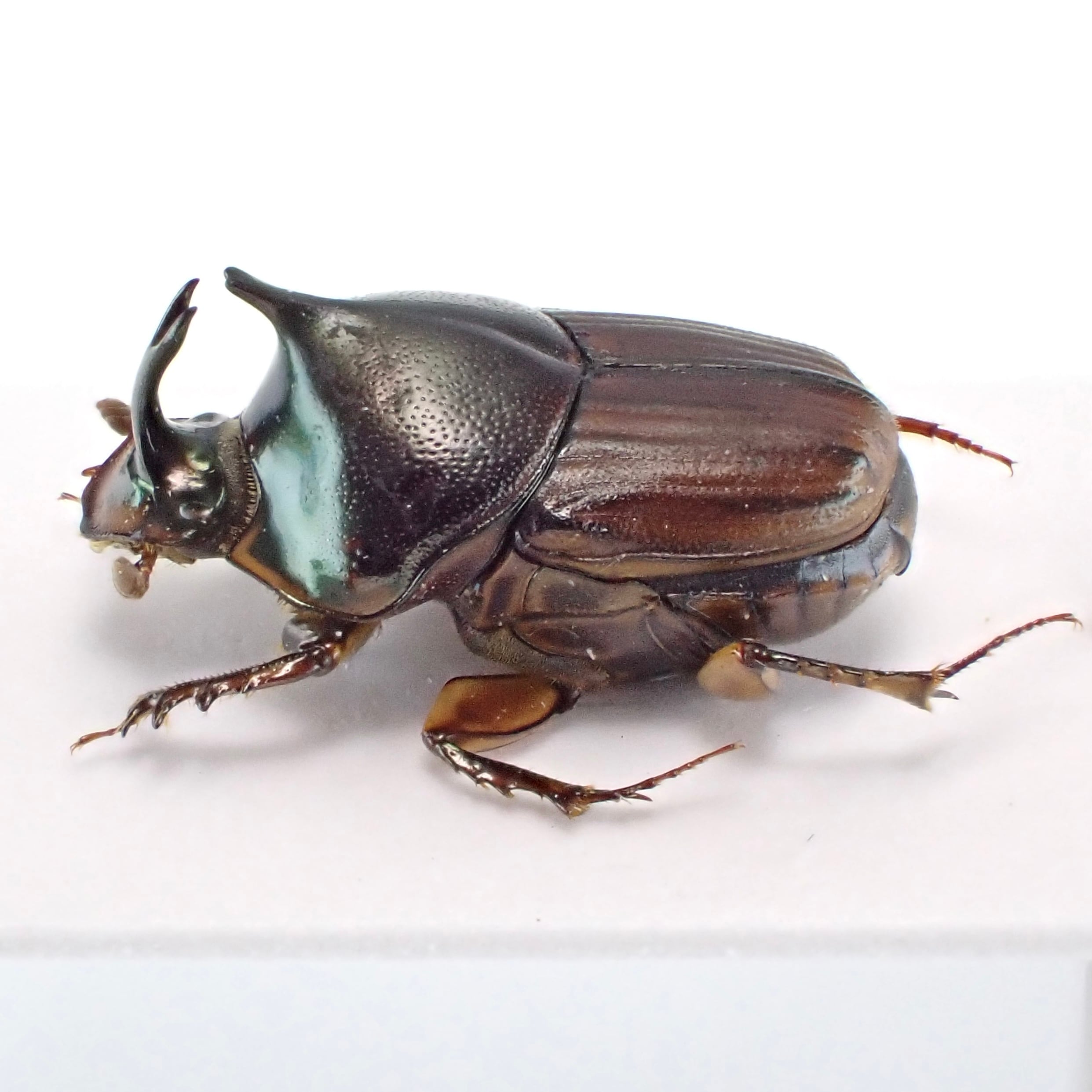 ラオス産 Liatongus vertagus ♂ 9mm | 昆虫標本 Diggers & Rollers