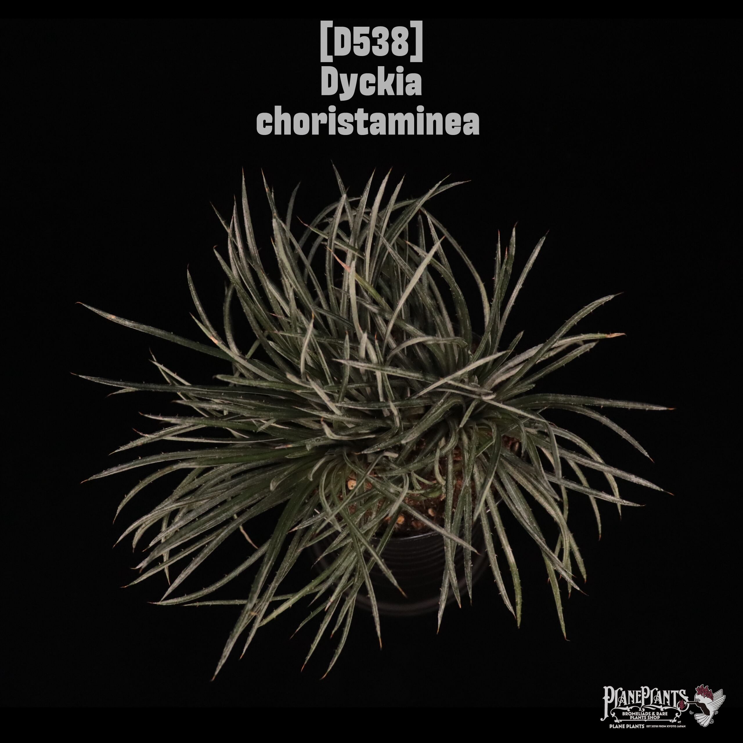 【送料無料】Dyckia choristaminea〔ディッキア〕現品発送D538