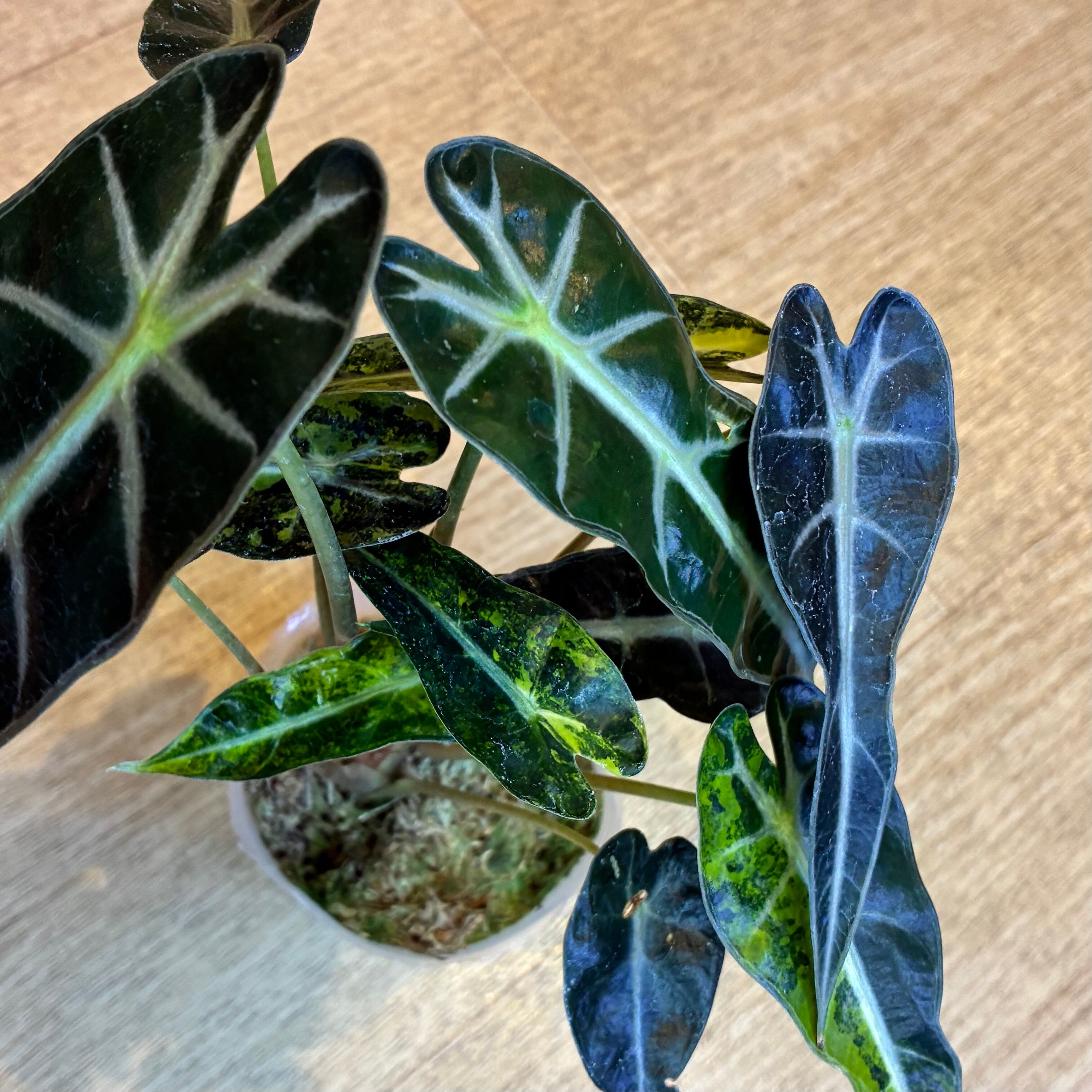 Alocasia amazonica "Banbino" アロカシア バンビーノ オーレア 3寸ポリポット
