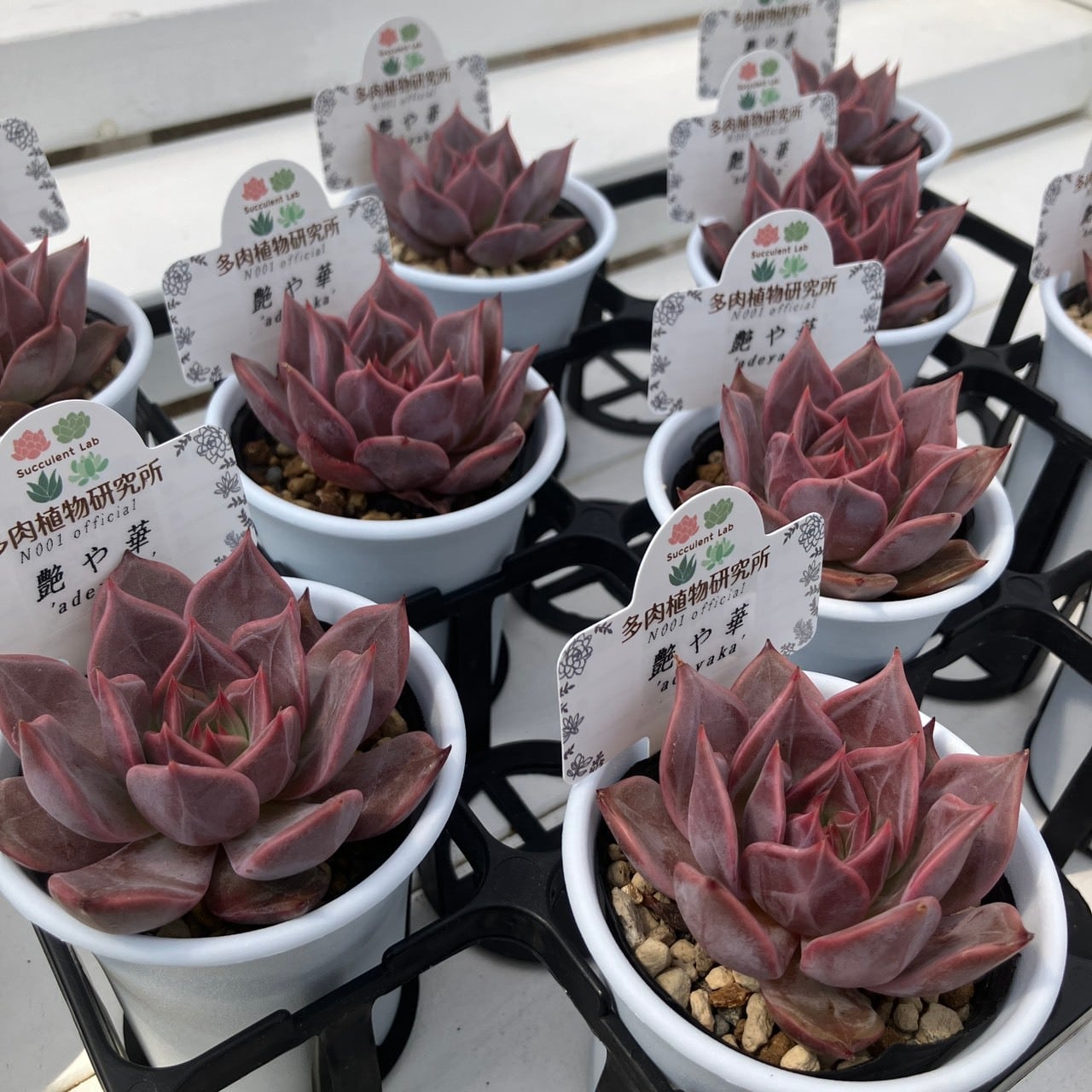 福箱2026夏A】エケベリア 限定セット | 多肉植物研究所