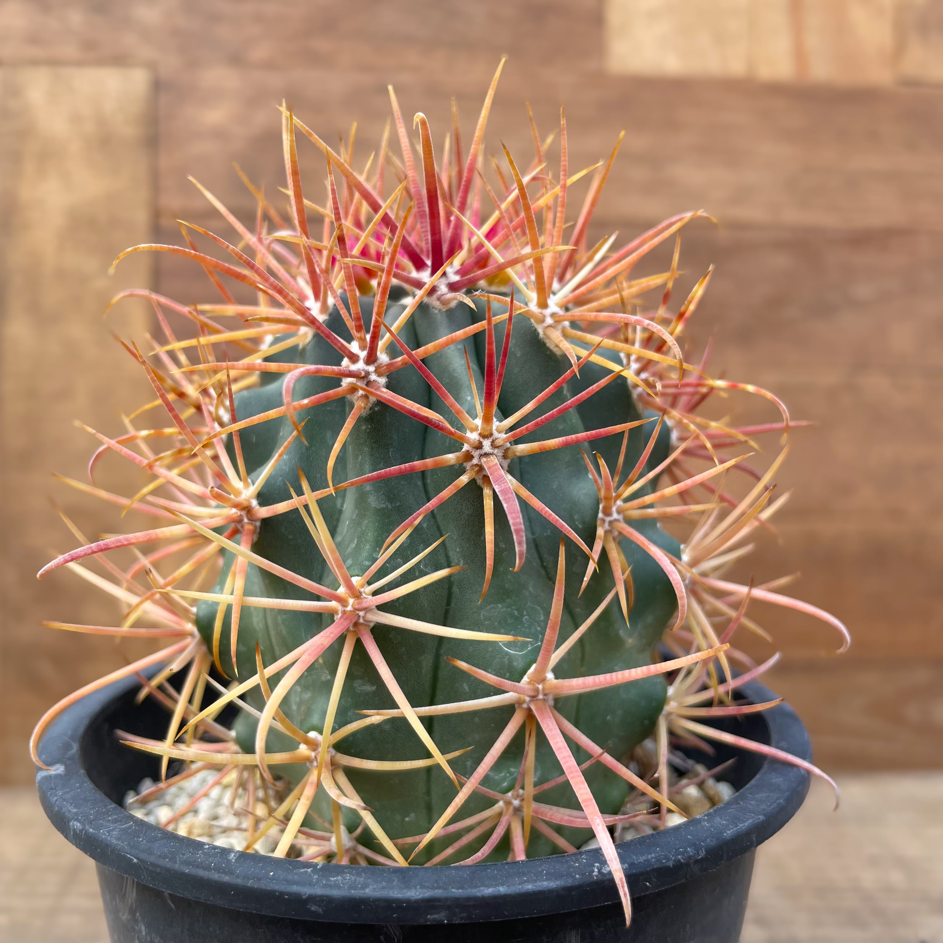 サボテンフェロカクタス 刈穂玉 実生 苗 （サボテンフェロカクタス  