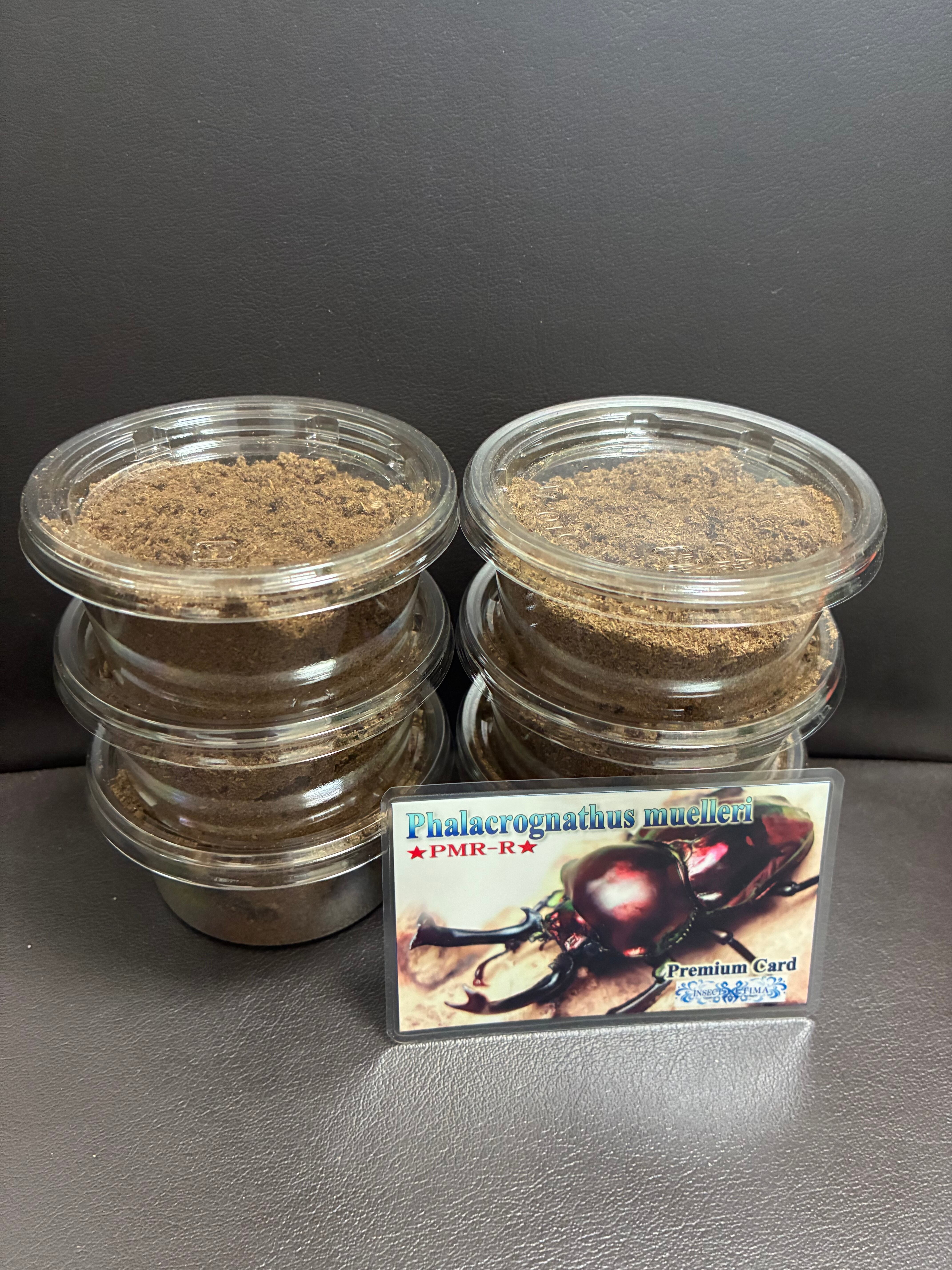 ニジイロ(ダークレッド血統)幼虫30匹 PMR-R血統】ニジイロクワガタ レッド幼虫5頭＋補償1頭 | Pay ID