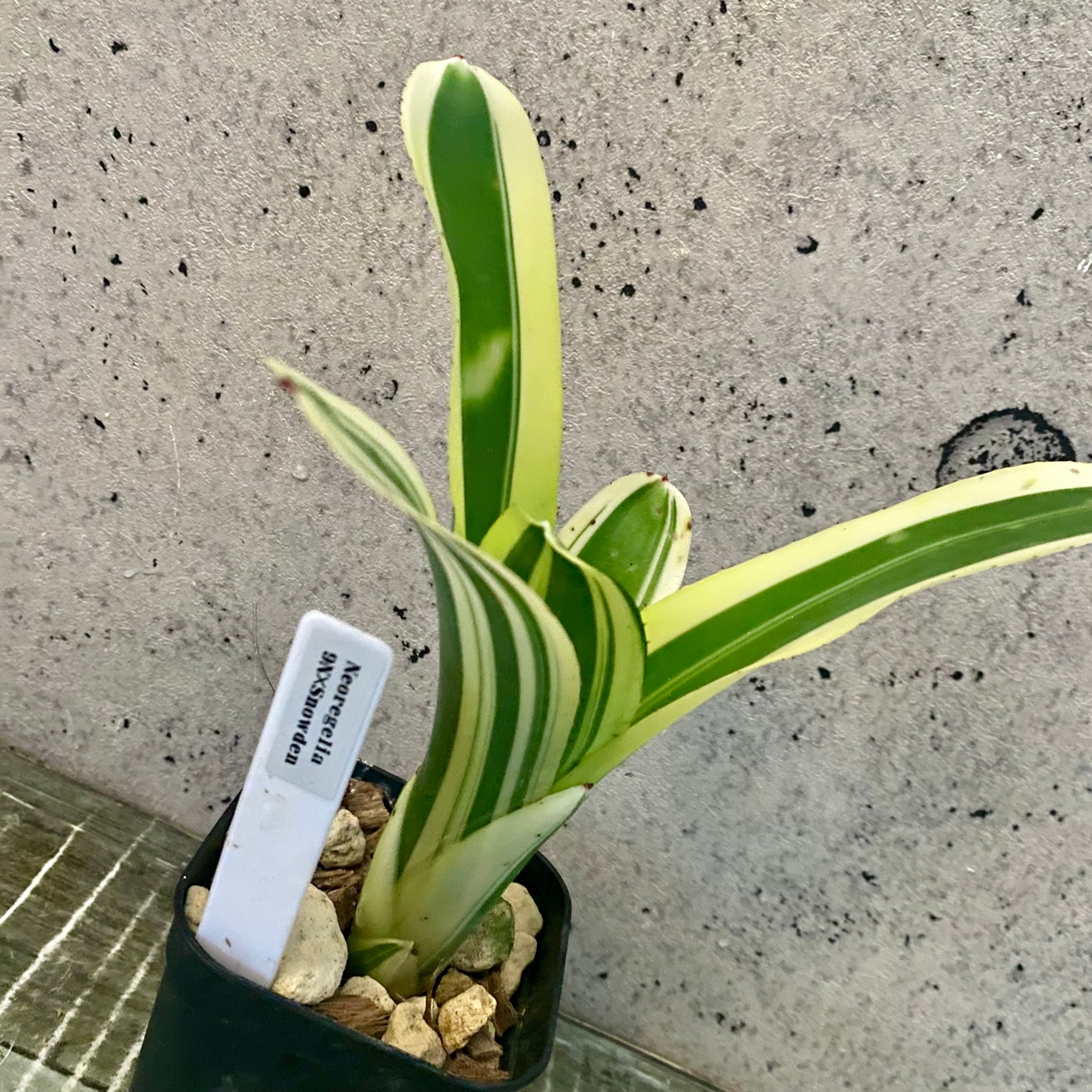 タンクブロメリア | Planet Plants プラネットプランツ