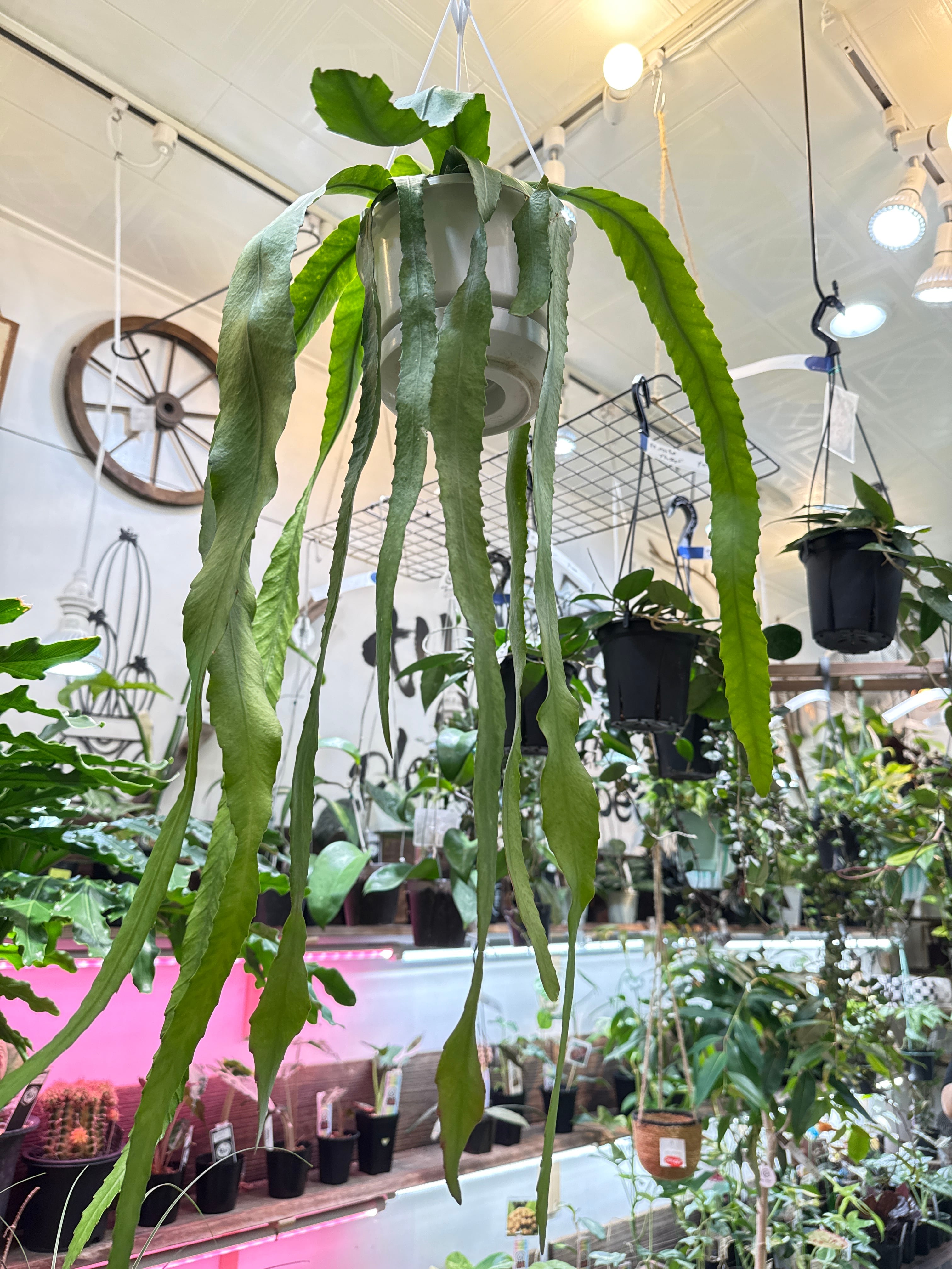 ディソカクタス アマゾニクス(アマゾニカ) | Gardenえん 【観葉熱帯植物】