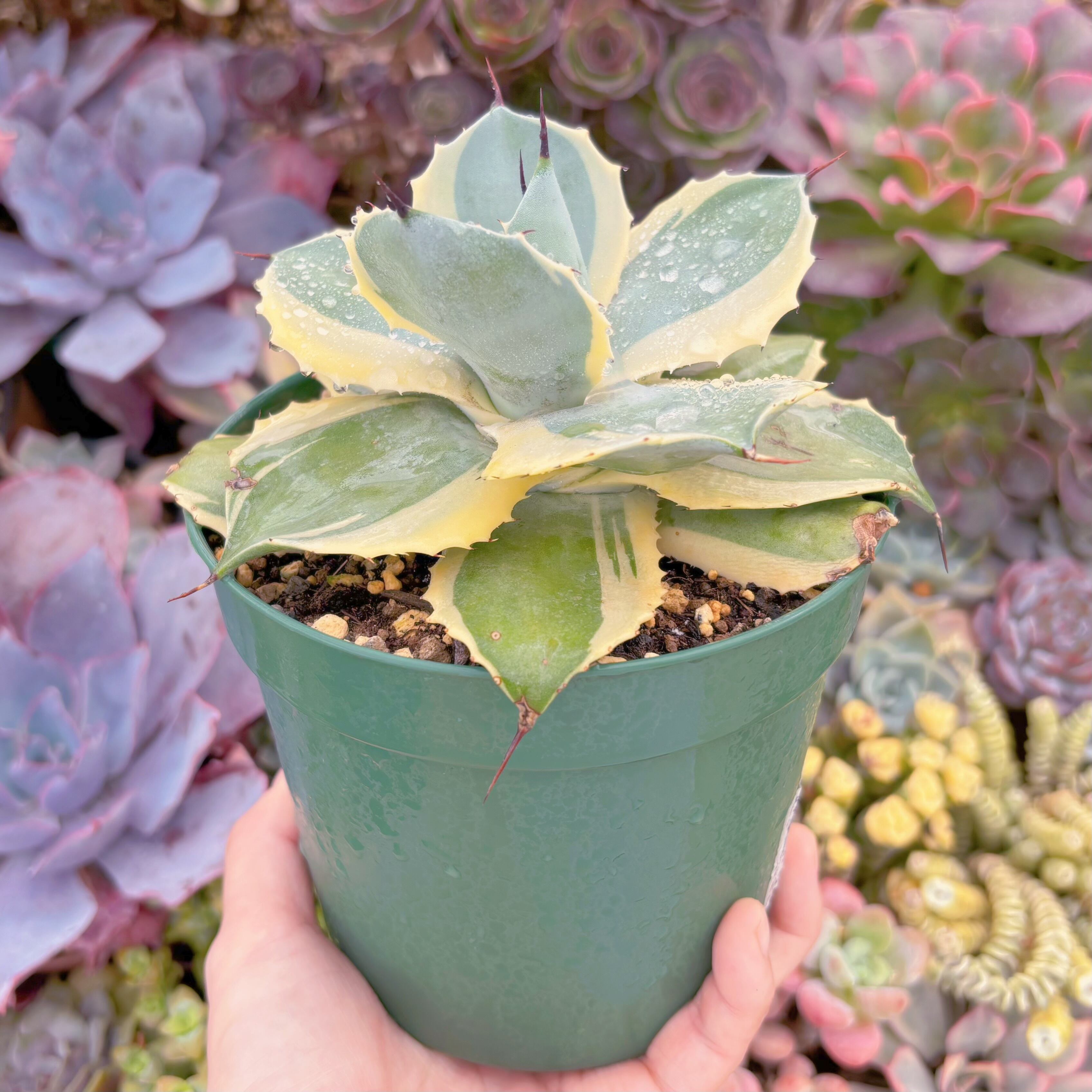 現物 オリザバ錦#F204 特大苗 るる農園 | るる農園~多肉植物専門