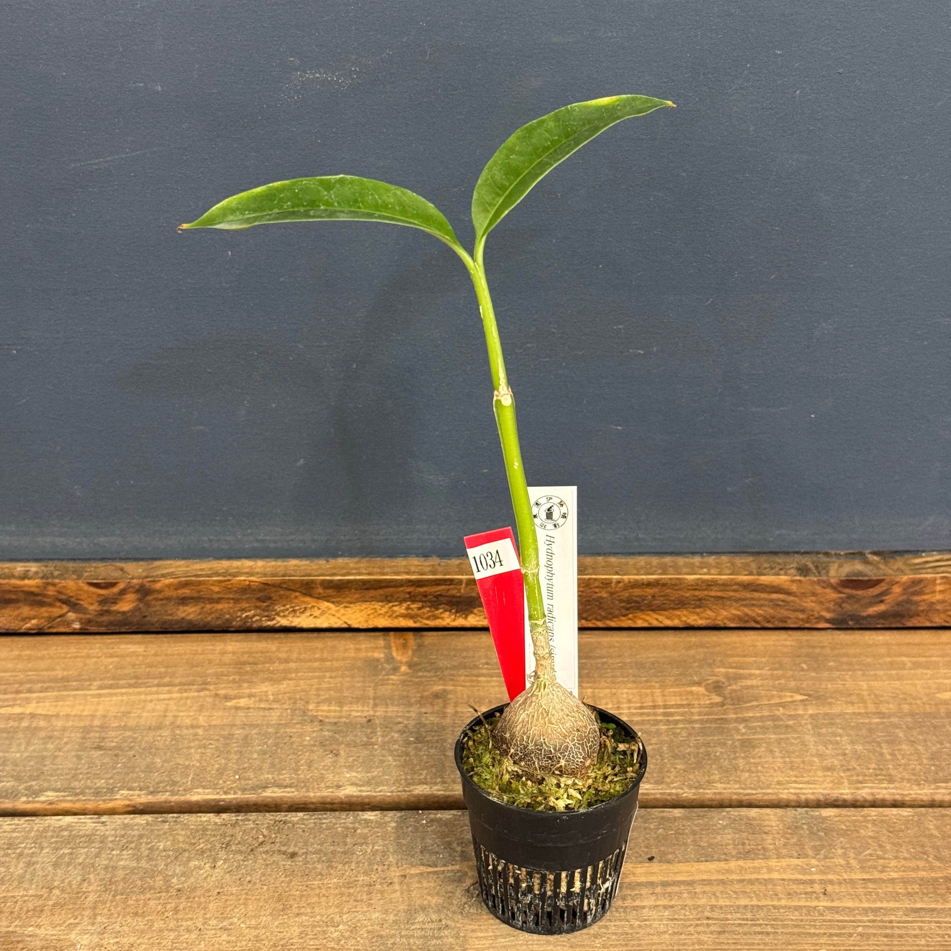 hi-peco様翌日発送 予約商品】プロジェクトセカイ クリエイターズフェスタ2024 in