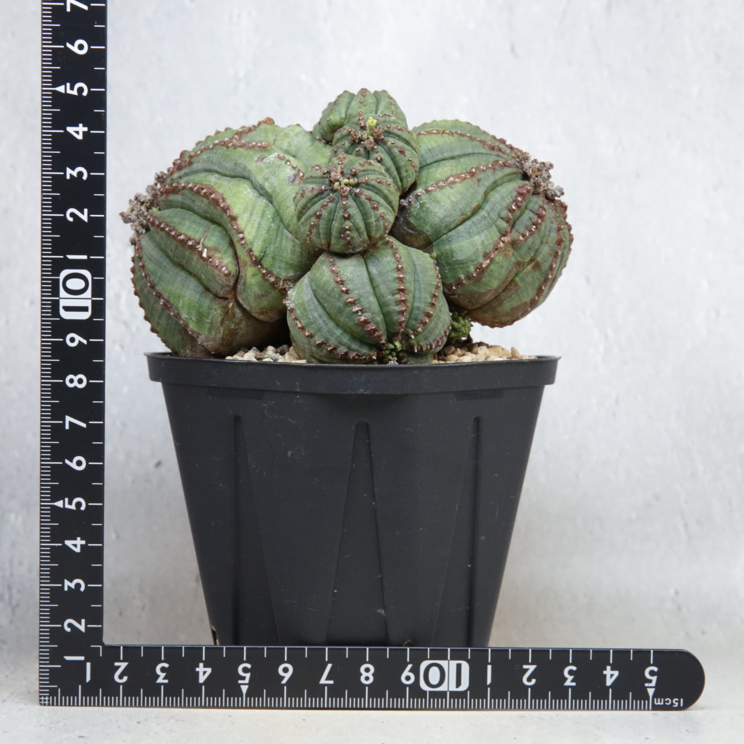 メス株 【厳選株】最大幅 約11.1cm ダブルヘッド 仔吹き オベサ / 木質