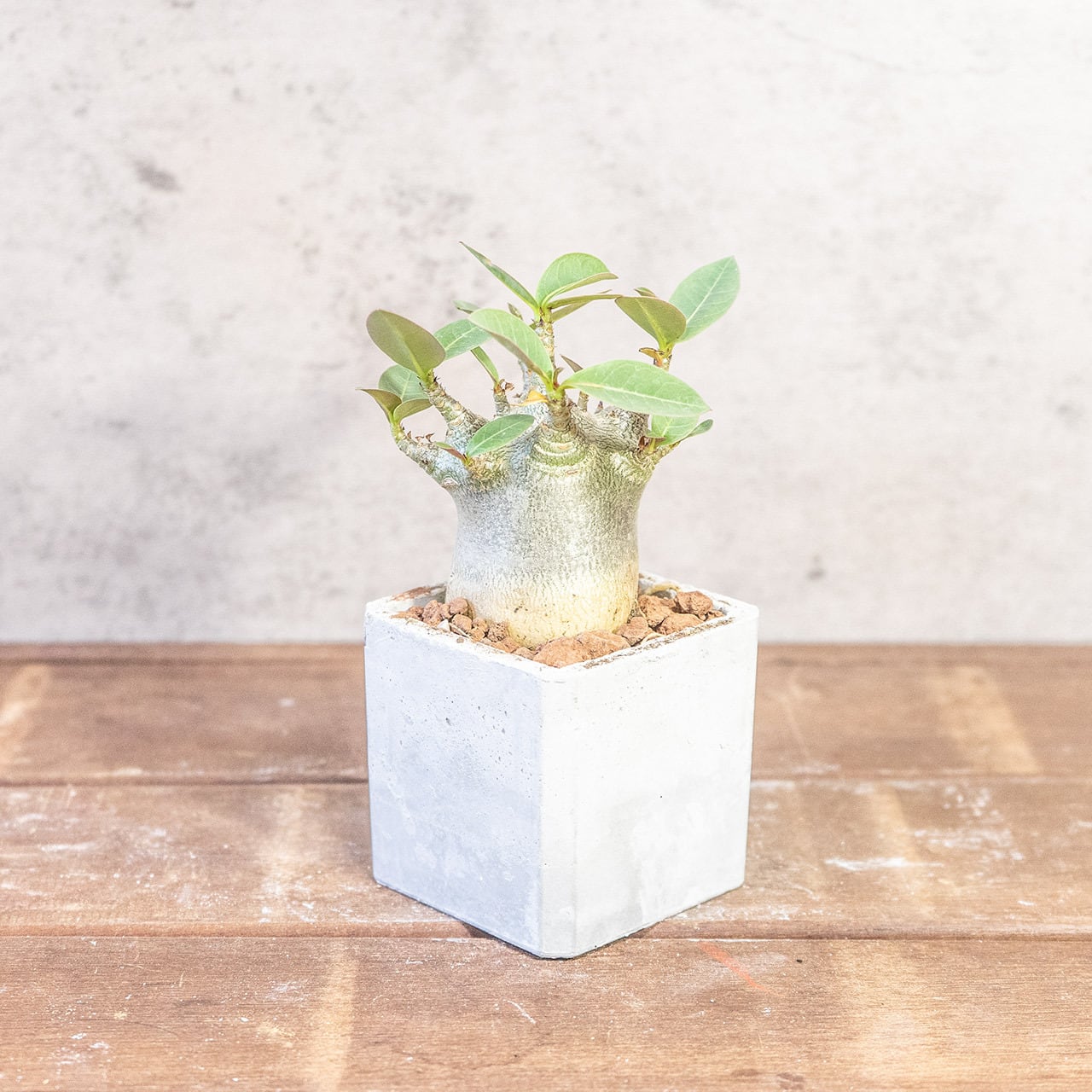 球体に稜線が走る端正な姿。手づくりモルタル鉢で楽しむユーフォルビア・バリダ（中型株・幅8cm）｜虫発生抑制（全国一律送料850円）