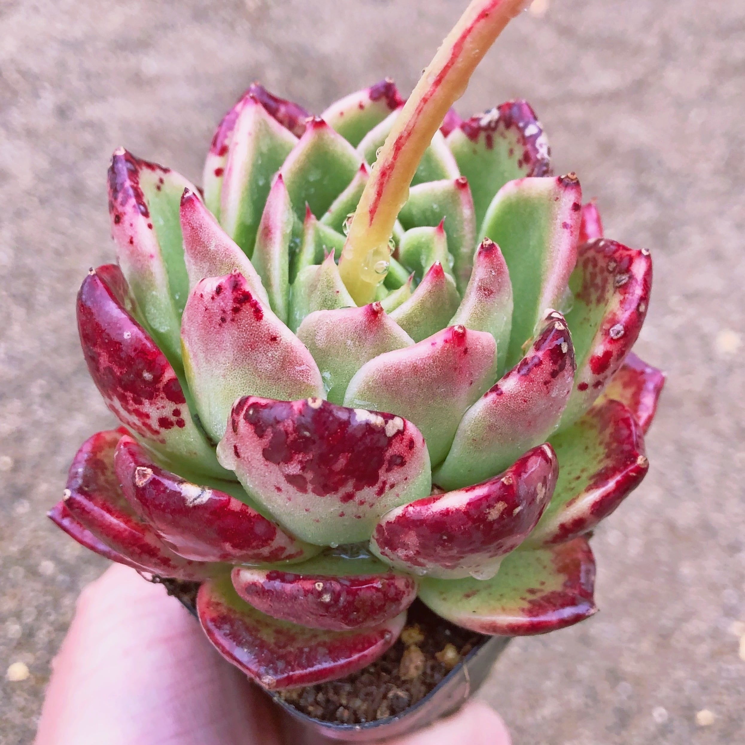 多肉植物　アンナ　大苗