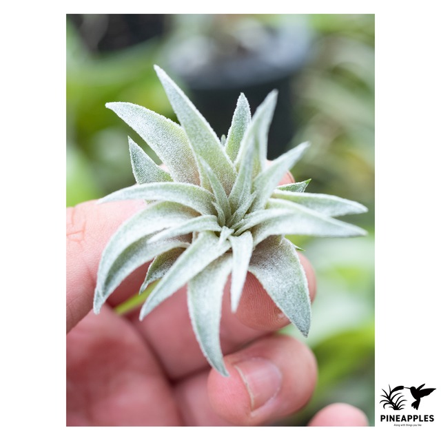 Tillandsia heubergeri（Espirito Santo, Brazil）【現品】