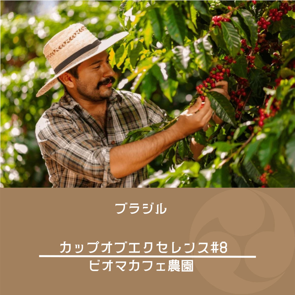 ブラジル】 カップオブエクセレンス#8 ビオマカフェ農園 100g | 神楽 
