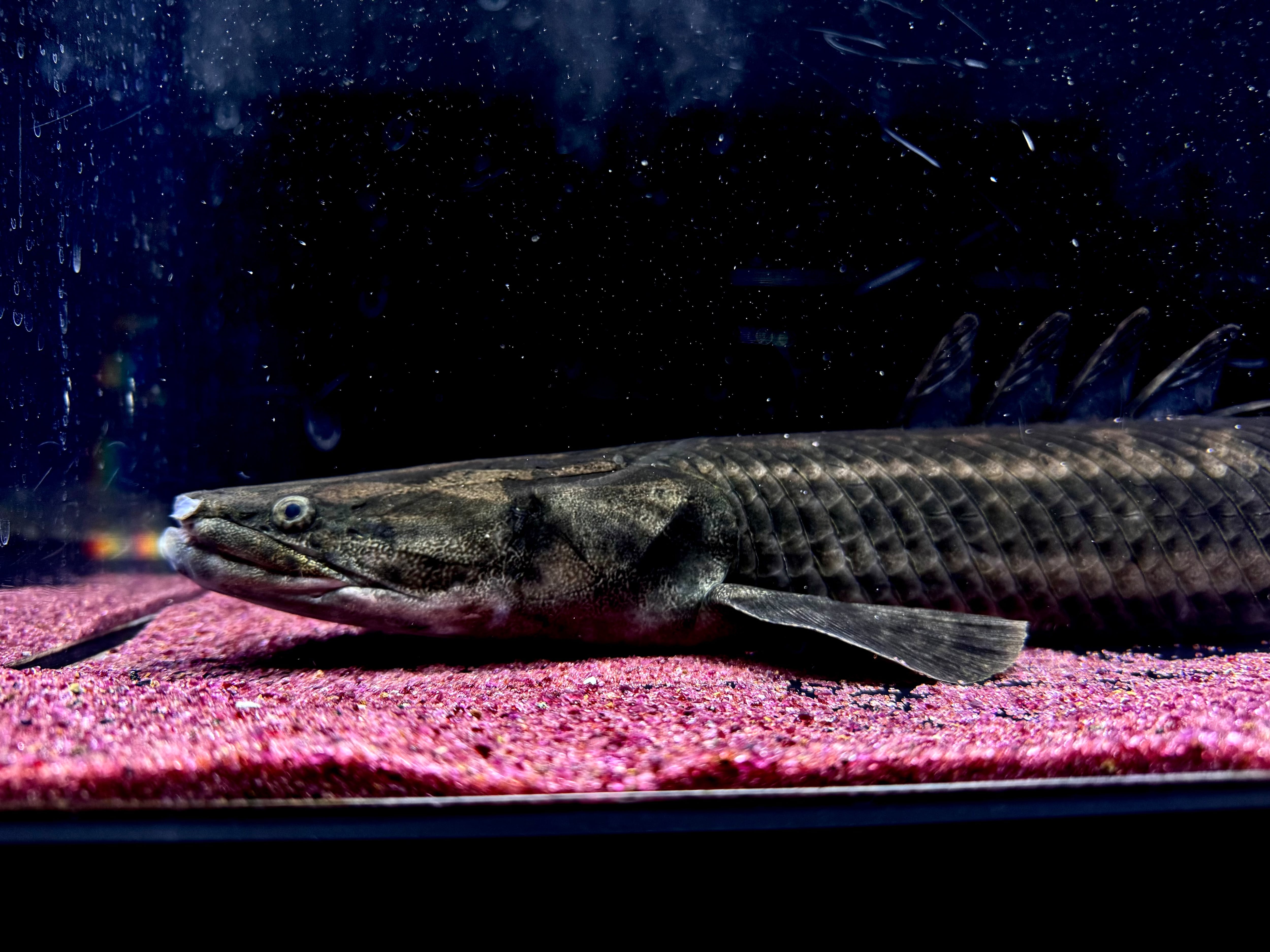 ナイジェリアSP po.sp.ナイジェリア60up | AQUASTYLEG