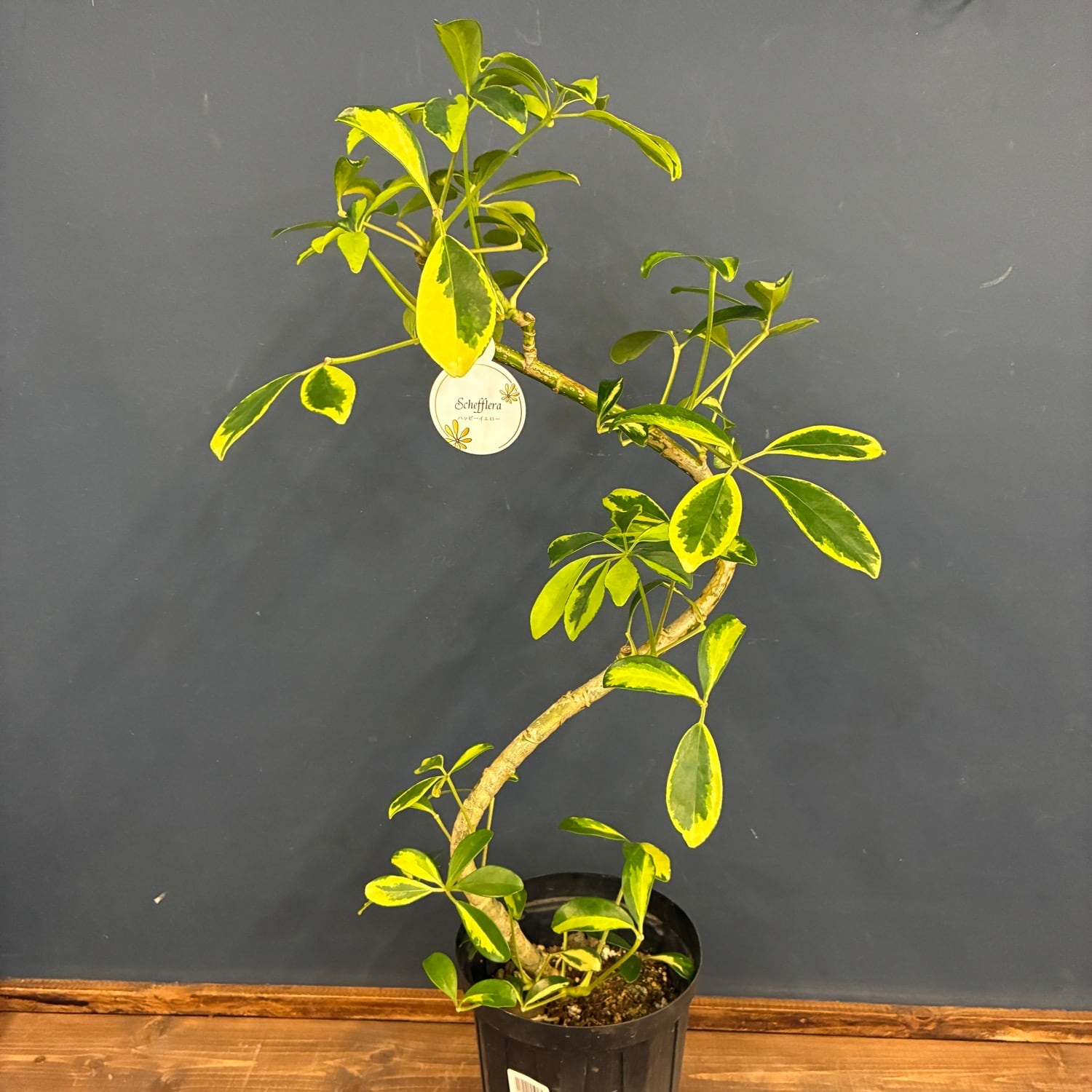 観葉植物 | PROTOLEAF プロトリーフ
