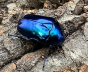 《スペキオーサ・シアノクロラ ペア》①