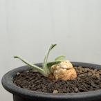 Eriospermum villosum【エリオスペルマム・ヴィローサム】