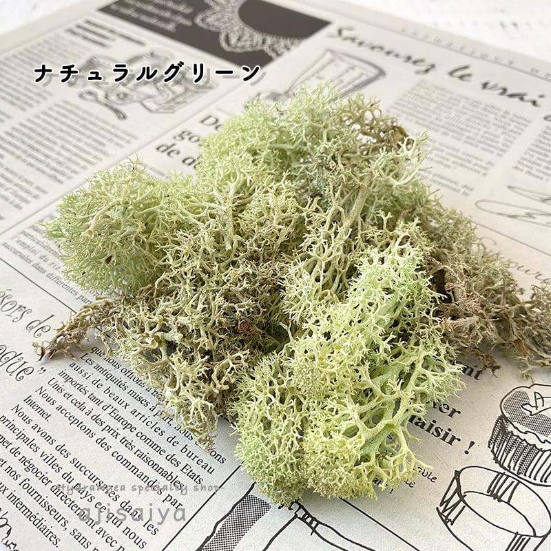 アイスランドモス ナチュラルグリーン 【 プリザーブド加工