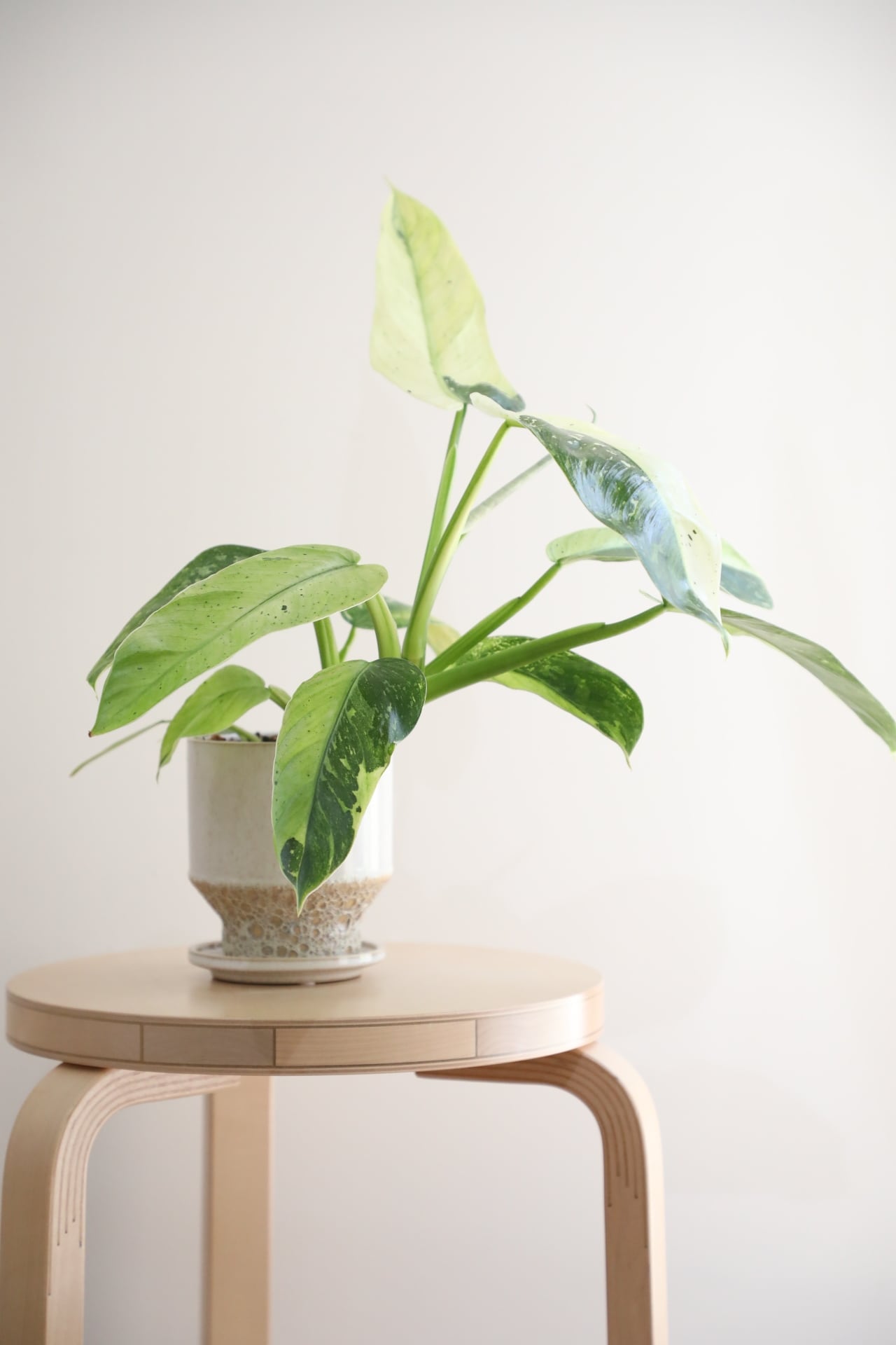 M】フィロデンドロン ジョセボーノ/Philodendron | 【厳選植物・器