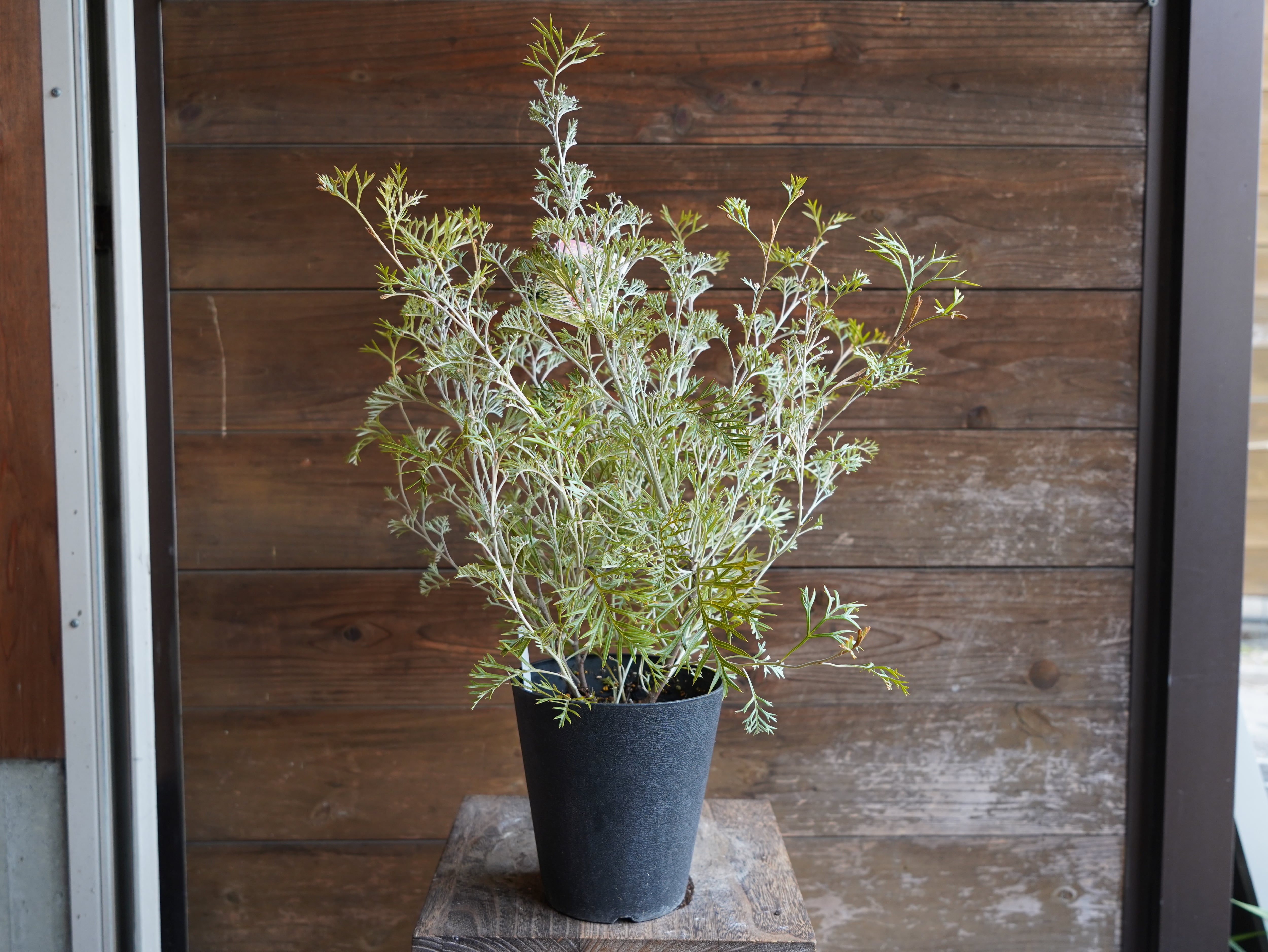 【現物】グレビレア　”クリームパッション”　B