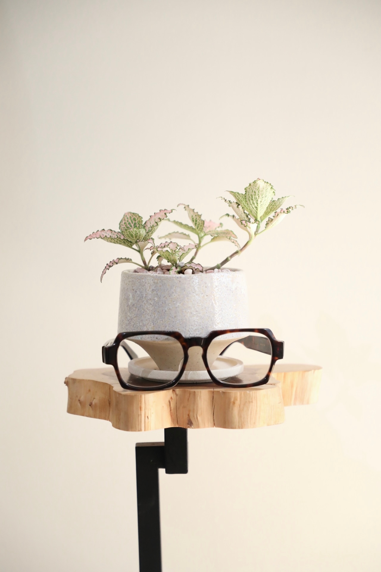 【S】フィットニア ピンク/Fittonia ※陶器鉢付き