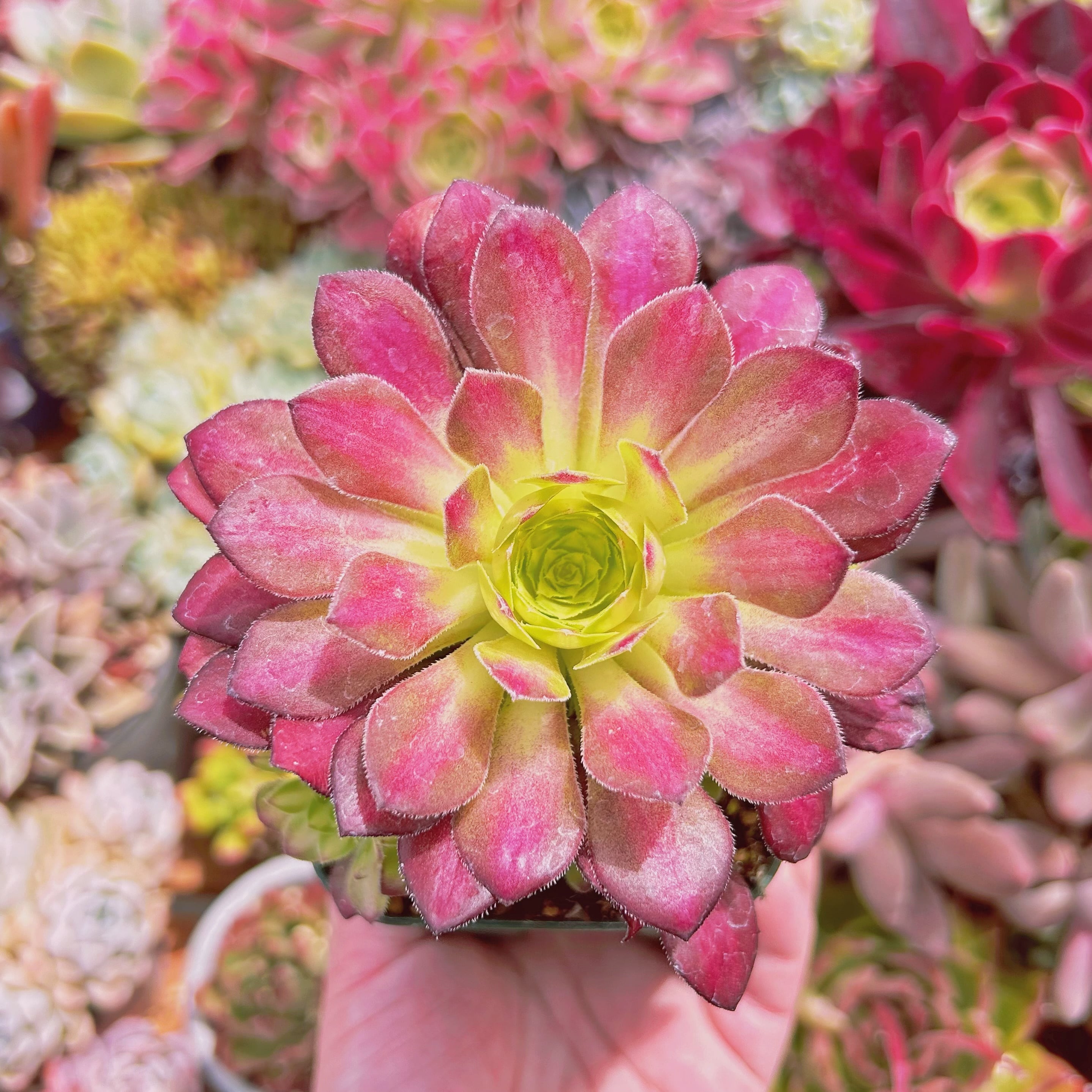 多肉植物　Aeonium 新品種　韶華　5頭以上