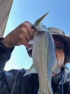 トリックダート2.4in