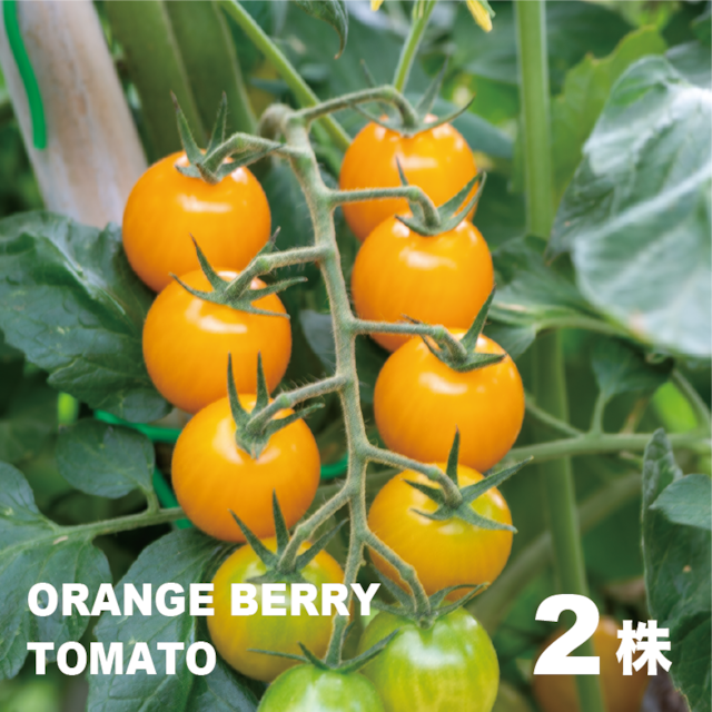 オレンジベリートマト／２株【ミニトマト・野菜の苗・固定種】